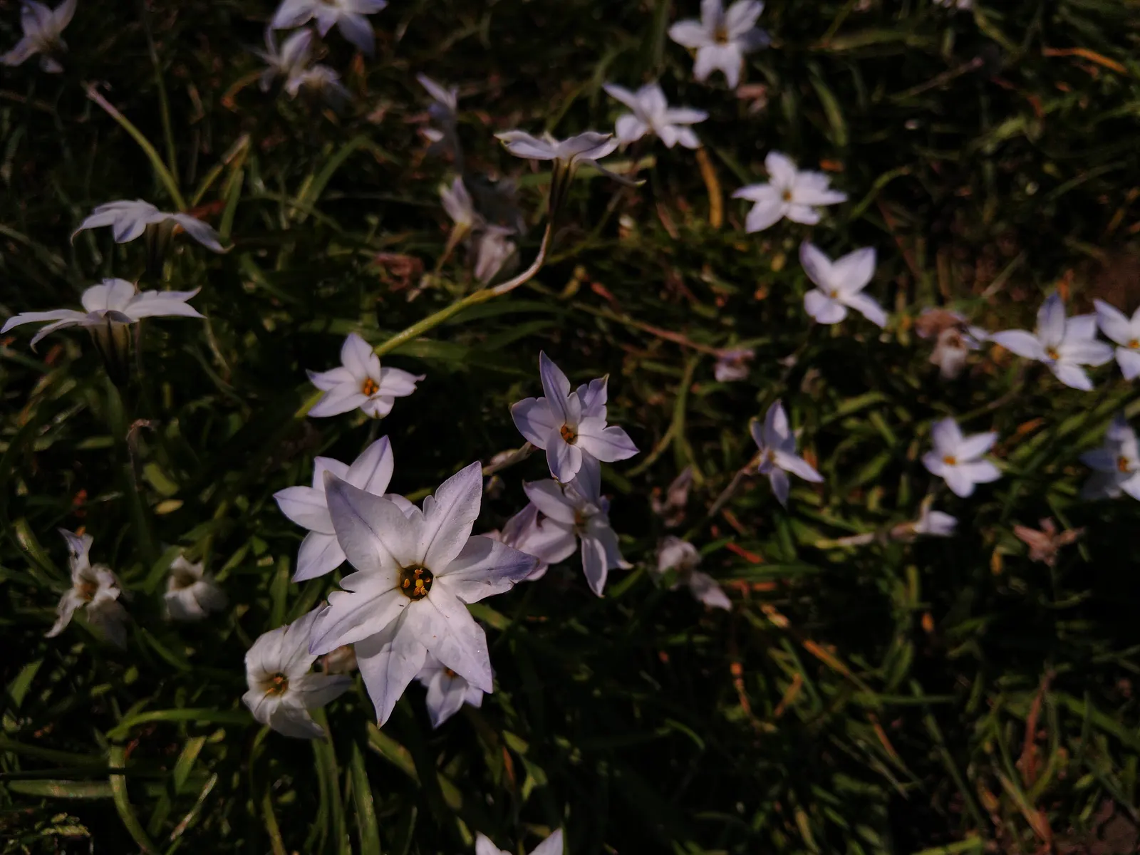 Spring Starflower (Ipheion Uniflorum) — perches gracefully atop slender; sweet fragrance.<br><br>Cultivated in well-drained soil, image 88