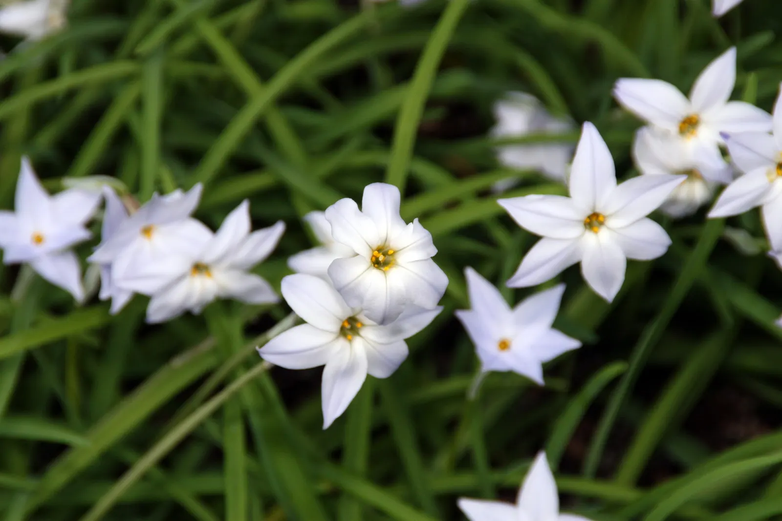 Spring Starflower (Ipheion Uniflorum) — perches gracefully atop slender; sweet fragrance.<br><br>Cultivated in well-drained soil, image 114