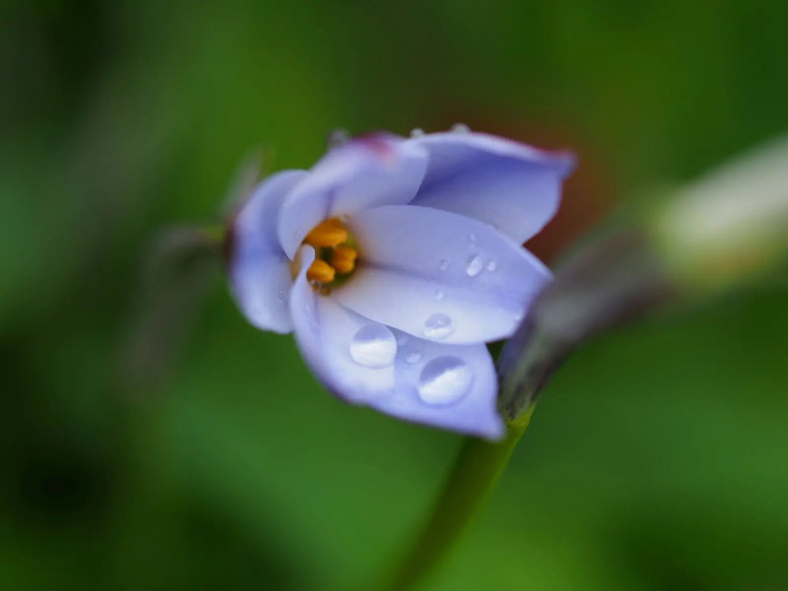 Spring Starflower (Ipheion Uniflorum) — making it a worry-free addition to any landscape; each with a central crown that offers a subtle, image 73