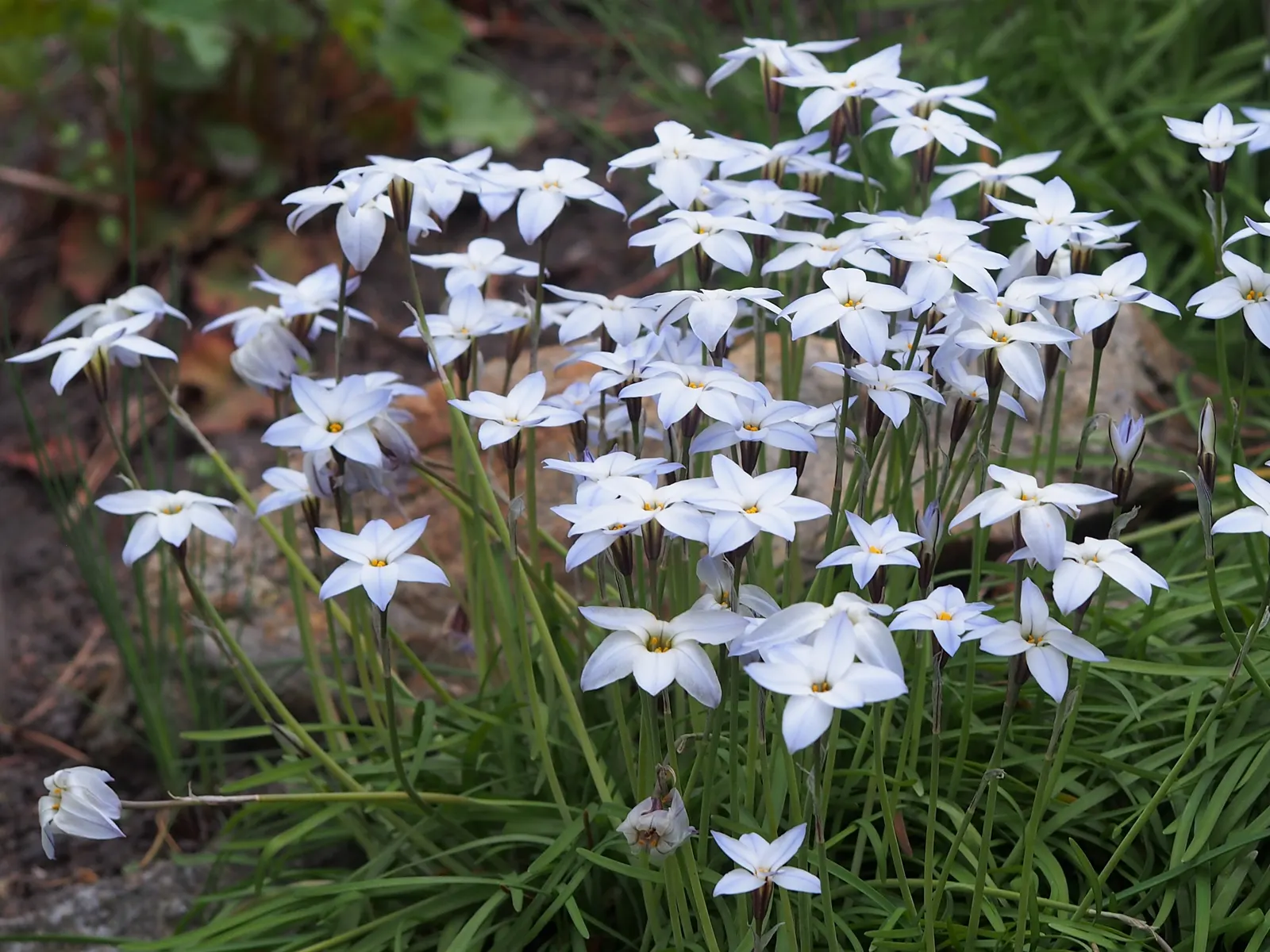 Spring Starflower (Ipheion Uniflorum) — is an enchanting perennial that brings early spring charm with its star-shaped