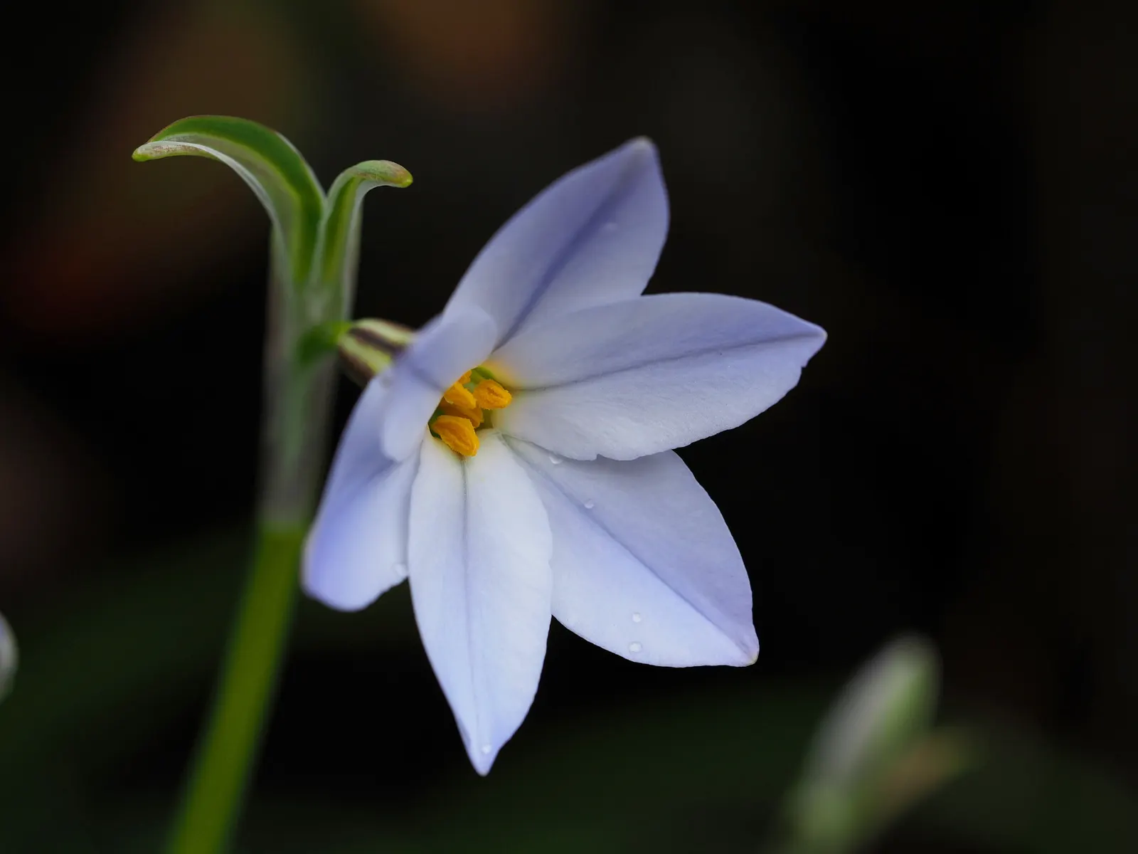 Spring Starflower (Ipheion Uniflorum) — Each stem, about 3-6 inches tall, typically bears a single, fragrant bloom with a sweet aroma; grass-like, image 80