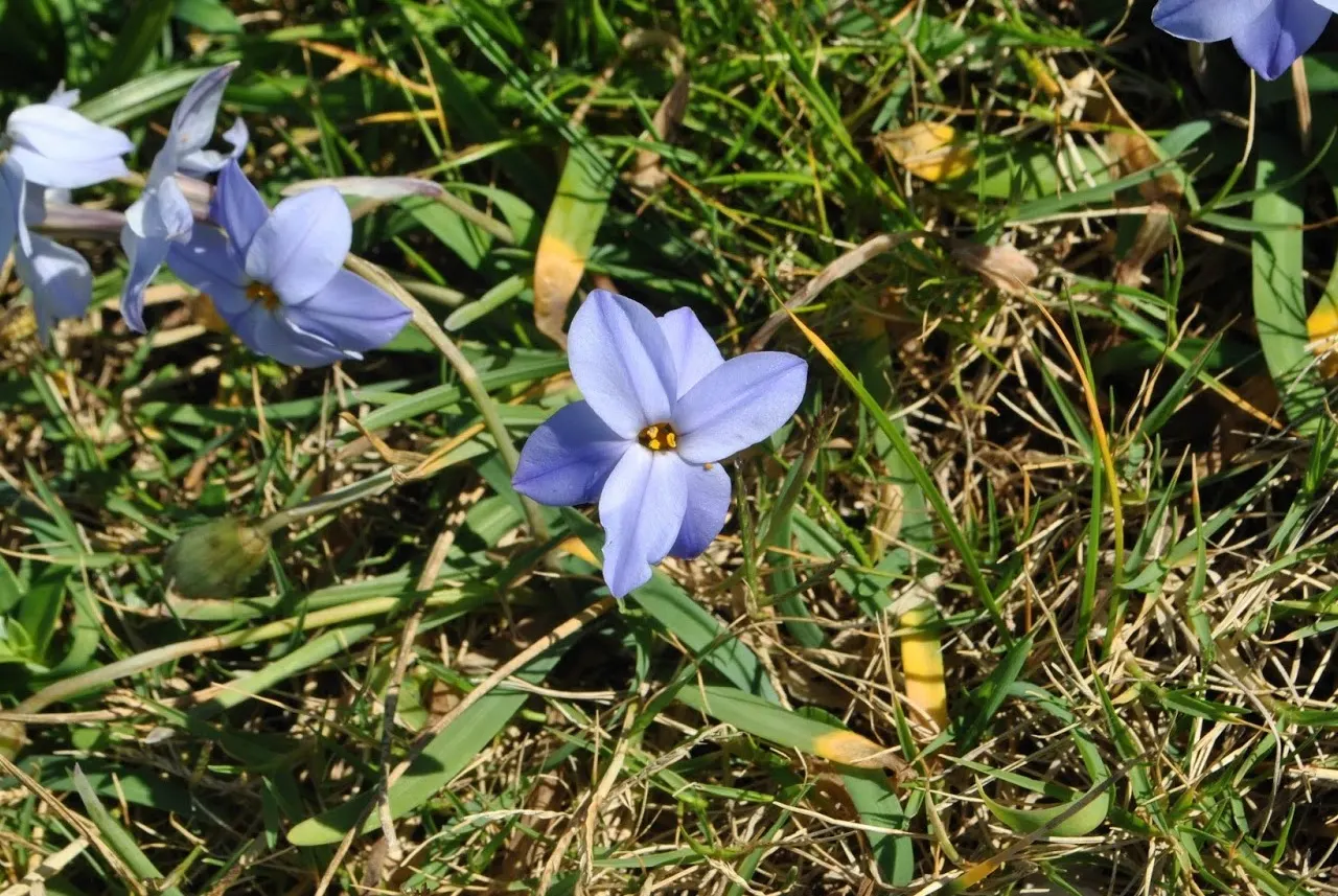 Spring Starflower (Ipheion Uniflorum) — the Spring Starflower progresses best in full sun to partial shade; is a charming and resilient bulbous perennial