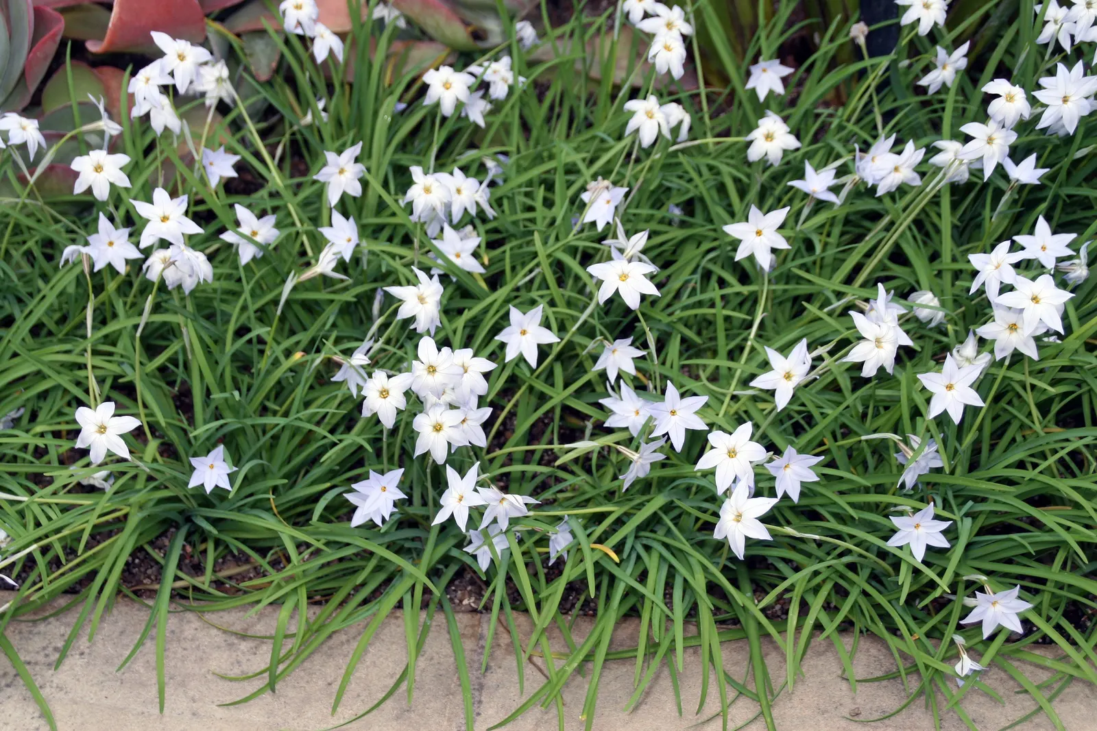 Spring Starflower (Ipheion Uniflorum) — making it a worry-free addition to any landscape