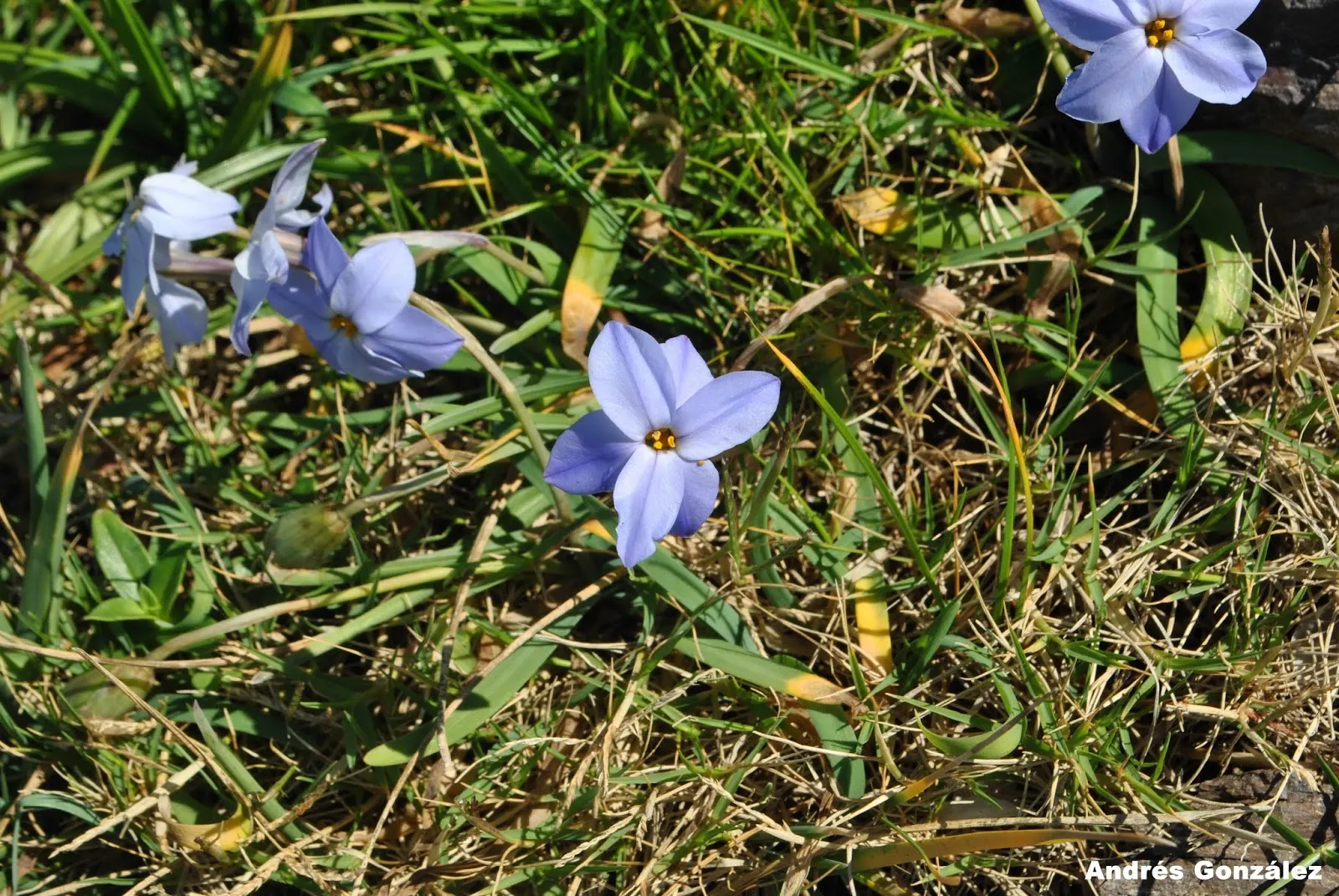 Spring Starflower (Ipheion Uniflorum) — Hardy in zones 5-9, it thrives in well-drained soil and full to partial sunlight, and naturalizes with, image 81