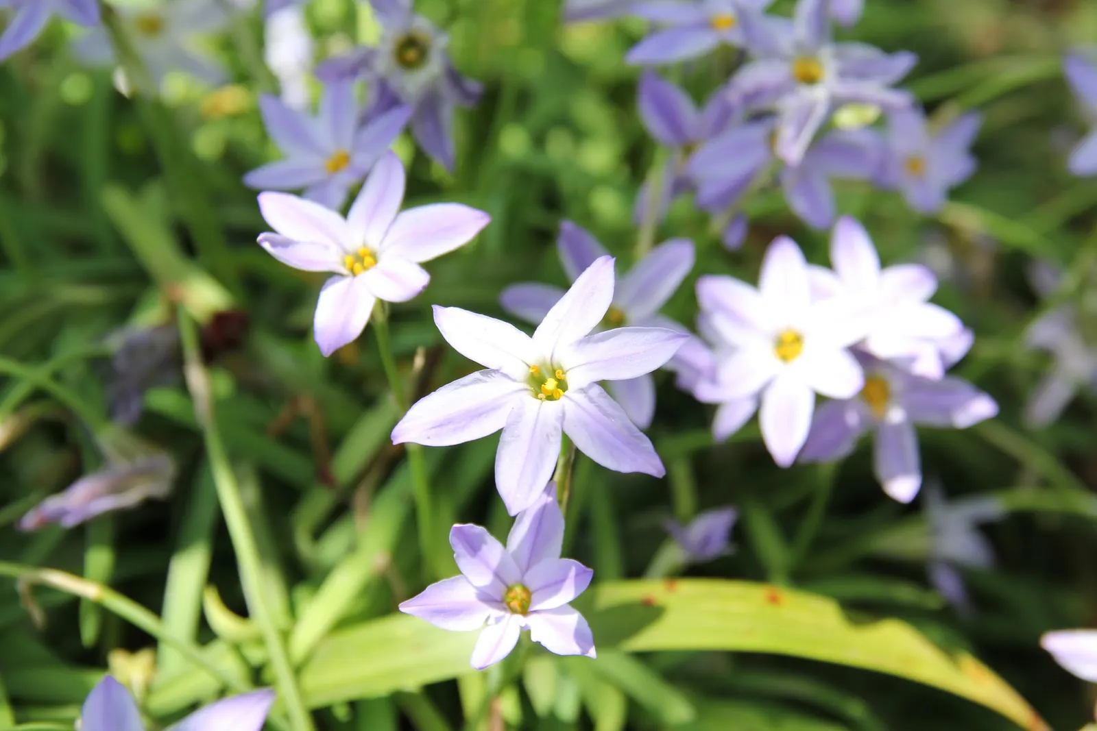 Spring Starflower (Ipheion Uniflorum) — it's drought-tolerant and requires minimal maintenance; with bulbs multiplying over time, image 70