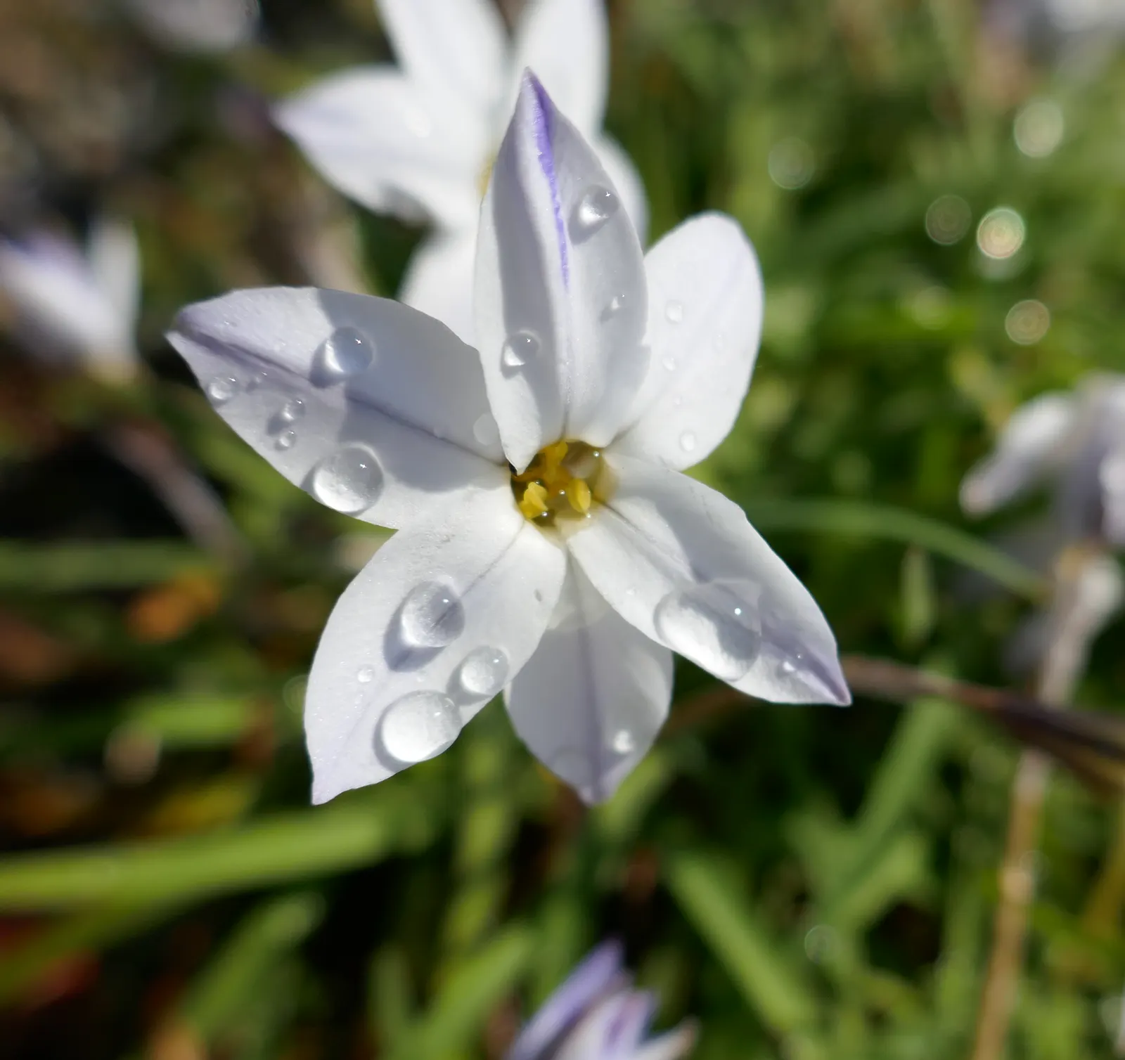 Spring Starflower (Ipheion Uniflorum) — Ideal for rock gardens and borders, it provides a low-maintenance, vibrant ground cover; bulb with white, image 82