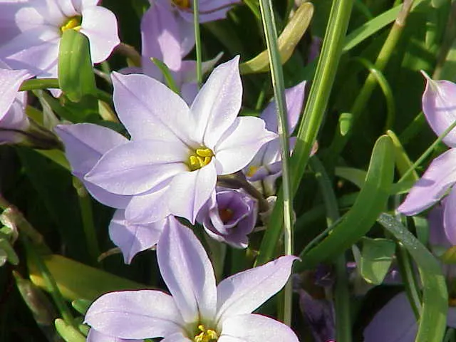 Spring Starflower (Ipheion Uniflorum) — making it an ideal groundcover or accent in rock gardens and borders.<br><br>Each flower; is an enchanting, image 60