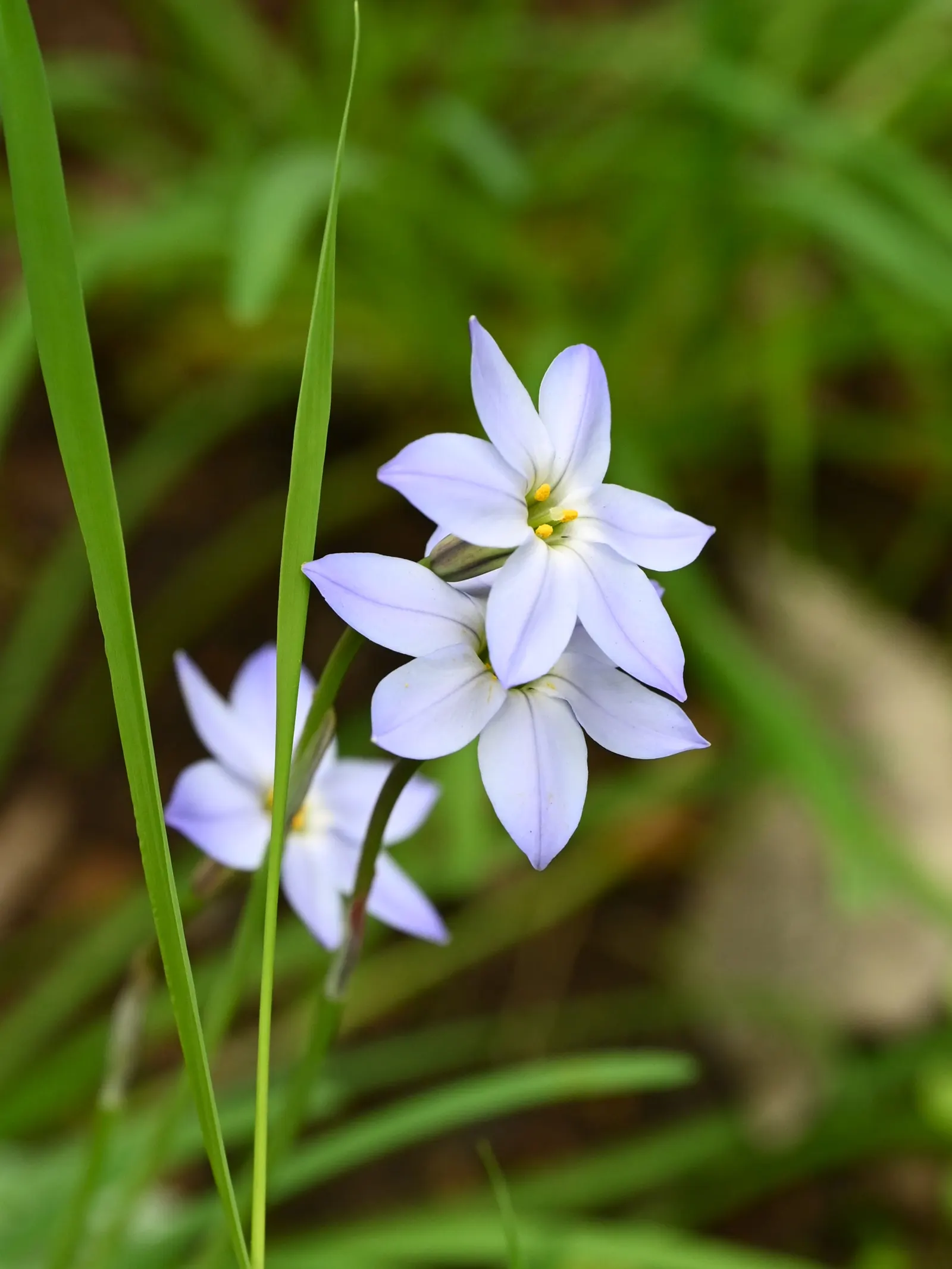 Spring Starflower (Ipheion Uniflorum) — ranging from the purest whites to shades of blue and violet; perches gracefully atop slender, image 65