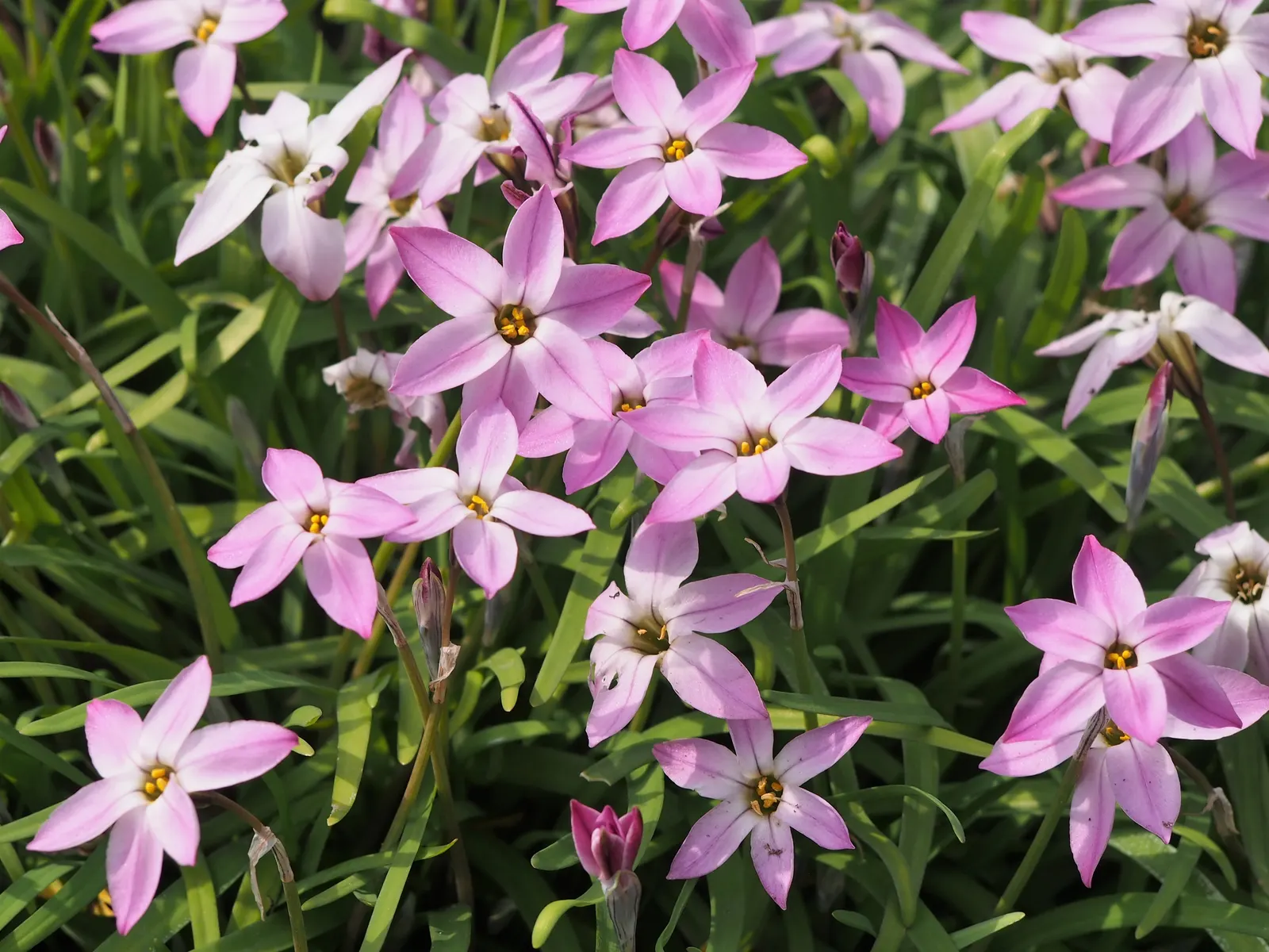 Spring Starflower (Ipheion Uniflorum) — The blooms themselves vary in color; hardy in zones 5-9, it thrives in well-drained soil and full to partial sunlight