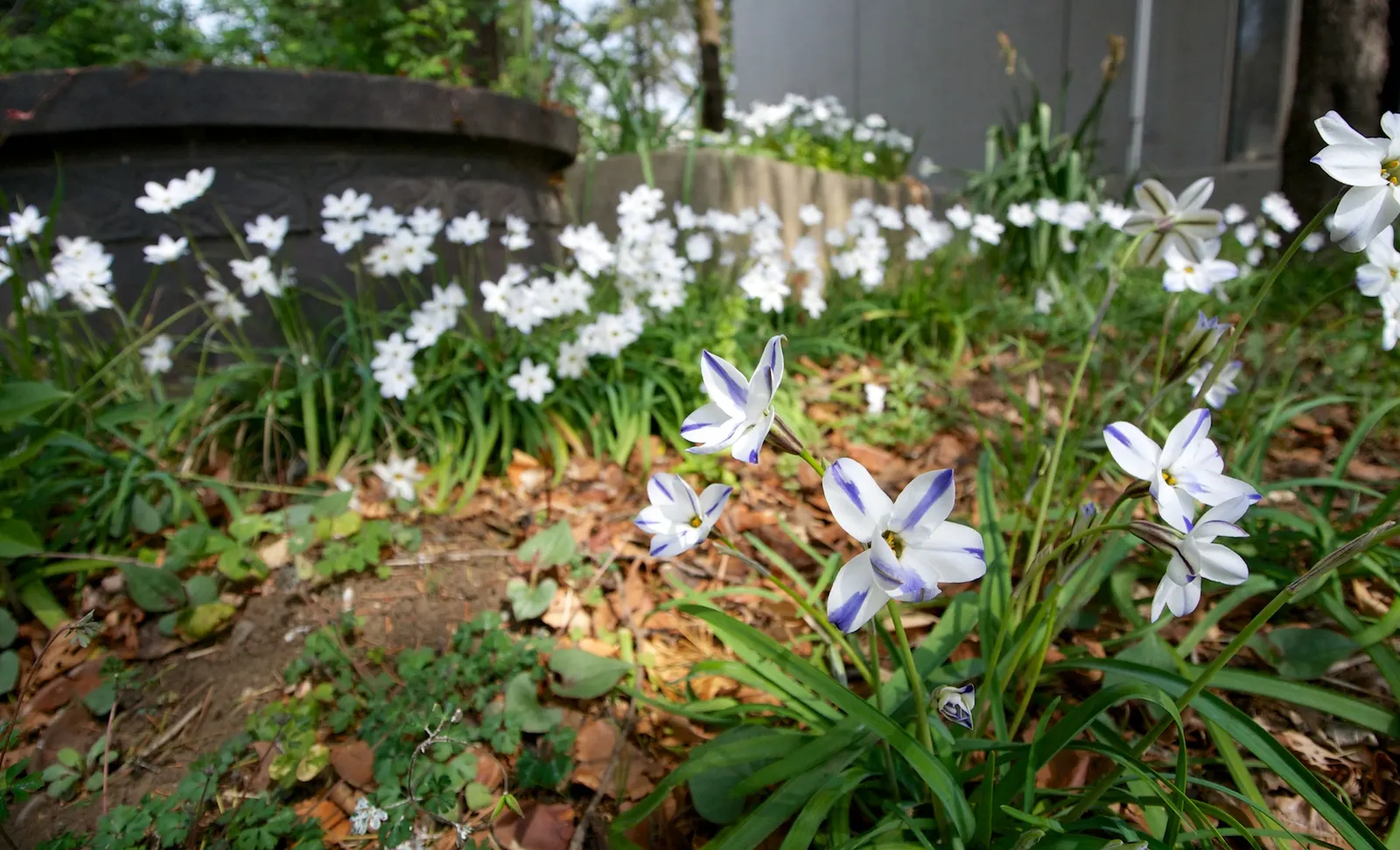 Spring Starflower (Ipheion Uniflorum) — sweet fragrance.<br><br>Cultivated in well-drained soil; white flowers in the garden, image 67
