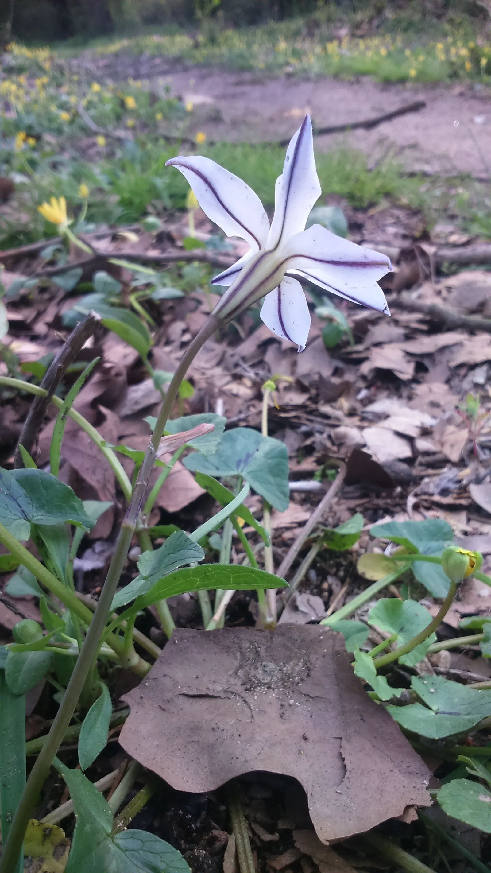 Spring Starflower (Ipheion Uniflorum) — This modest-sized plant grows to a height of approximately 3 to 6 inches and a similar spread; creating a, image 111