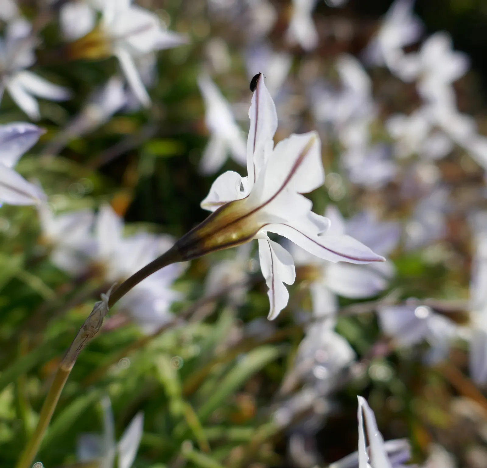 Spring Starflower (Ipheion Uniflorum) — the Spring Starflower progresses best in full sun to partial shade; is a charming and resilient bulbous, image 94