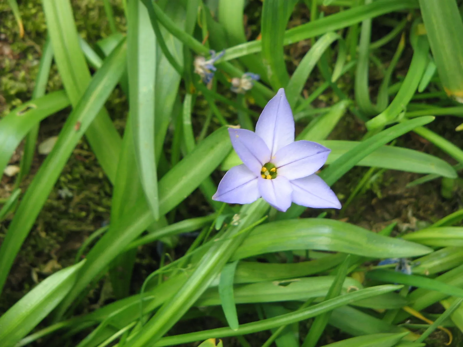 Spring Starflower (Ipheion Uniflorum) — one ensures an early burst of color and cheer well into late spring; each stem, about 3-6 inches tall, typically bears