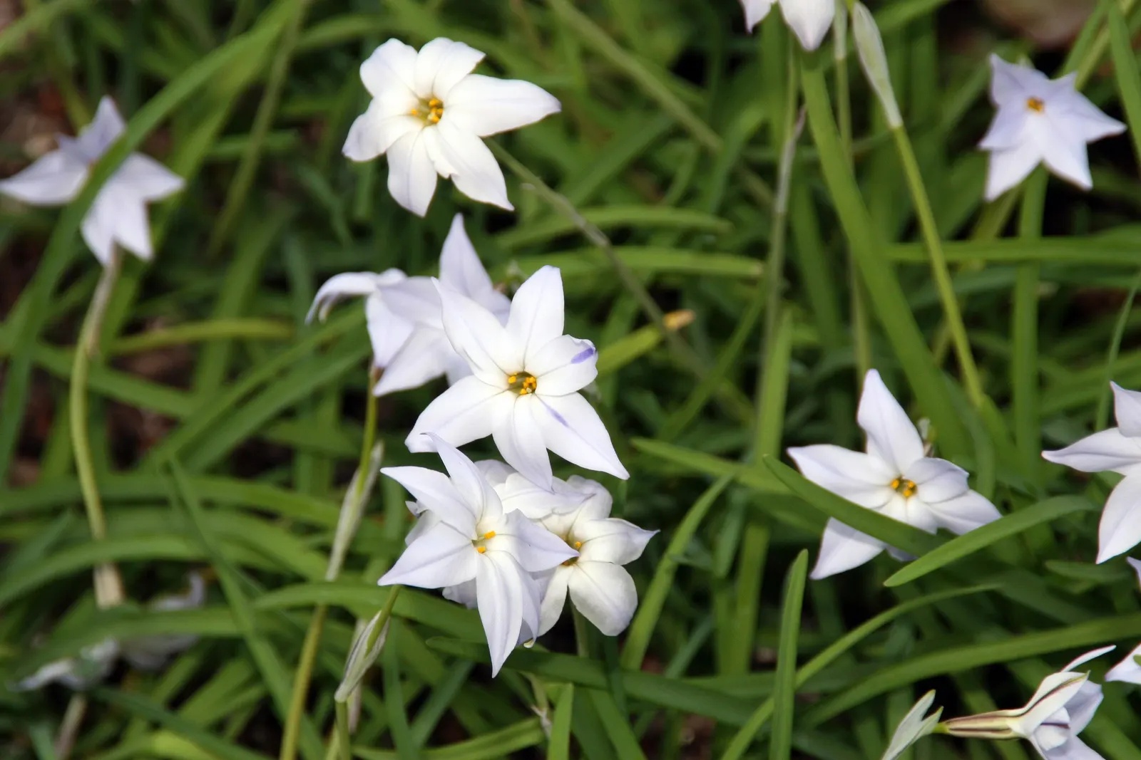 Spring Starflower (Ipheion Uniflorum) — typically about 1 to 1.5 inches in diameter
