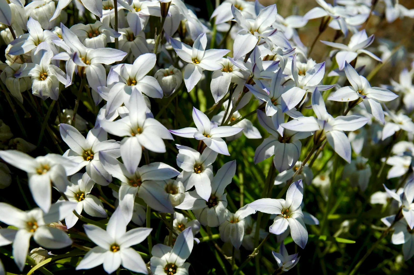 Spring Starflower (Ipheion Uniflorum) — This plant is tough and can handle USDA hardiness zones from 5 to 9; the blooms themselves vary in color, image 95