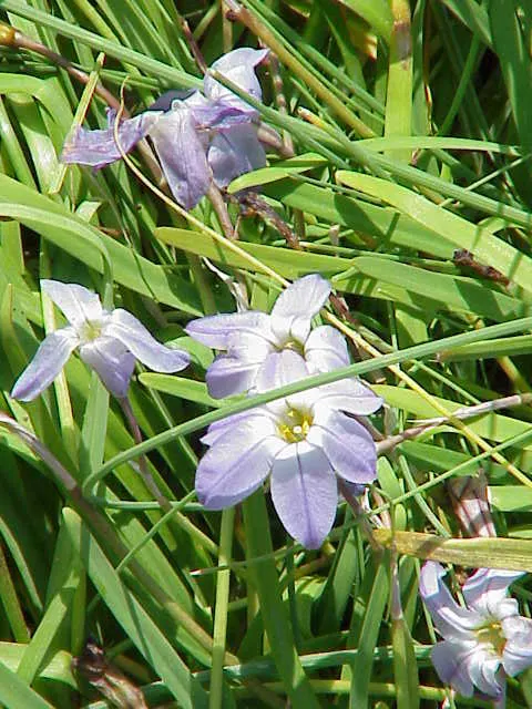 Spring Starflower (Ipheion Uniflorum) — sweet fragrance.<br><br>Cultivated in well-drained soil; white flowers in the garden