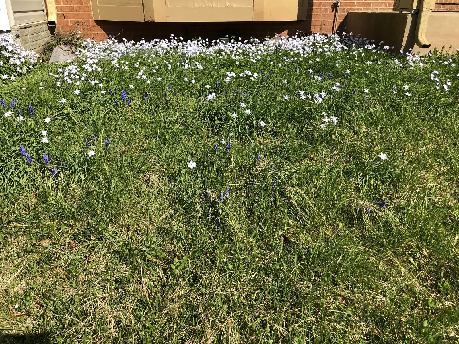 Spring Starflower (Ipheion Uniflorum) — bulb with white blooms; the Spring Starflower progresses best in full sun to partial shade, image 103