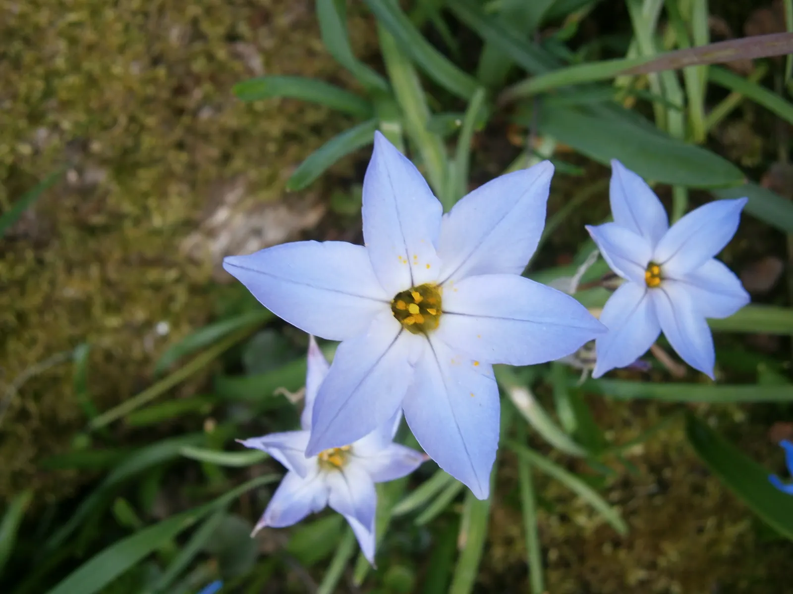 Spring Starflower (Ipheion Uniflorum) — The blooms themselves vary in color; hardy in zones 5-9, it thrives in well-drained soil and full to, image 90
