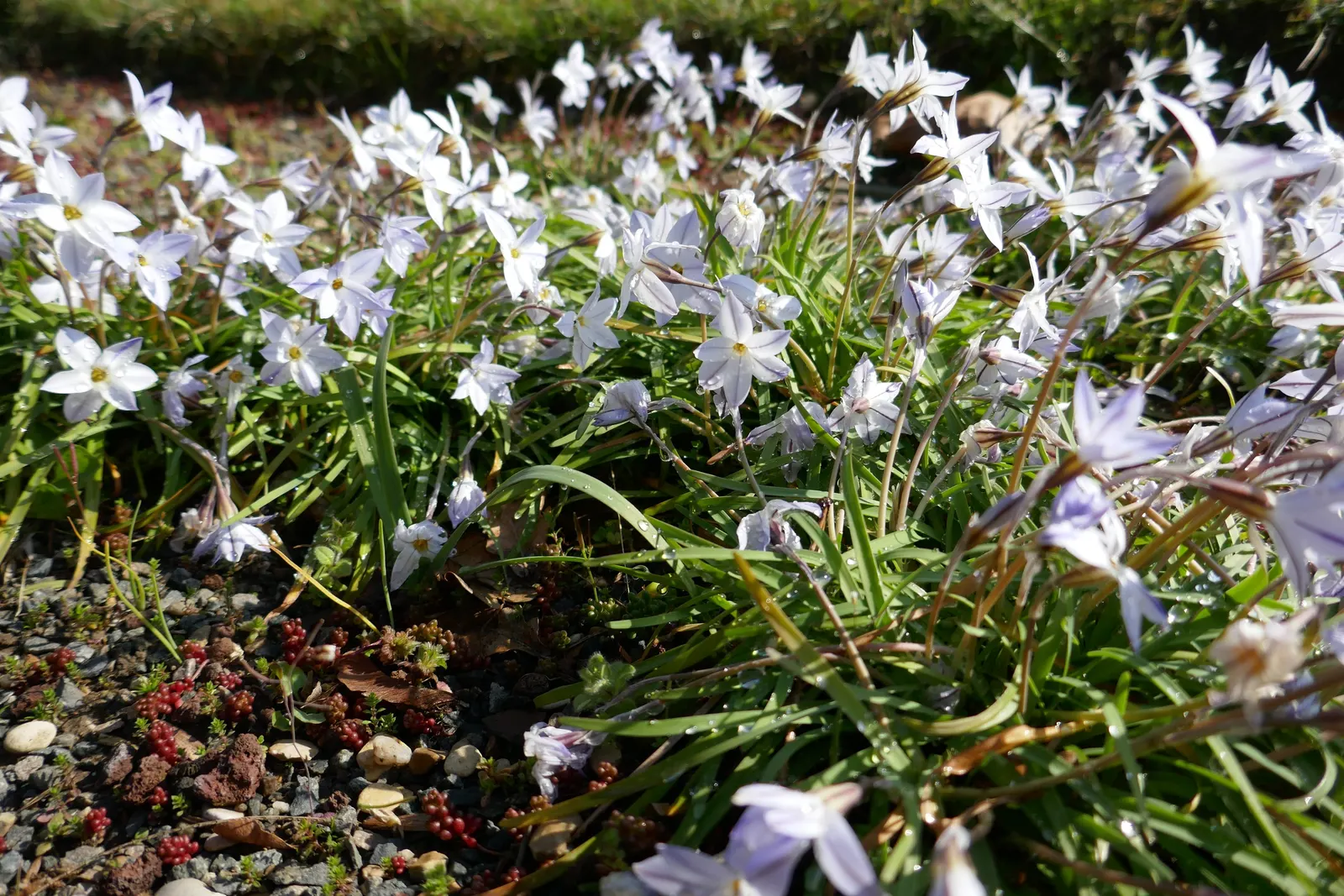 Spring Starflower (Ipheion Uniflorum) — white flowers in the garden; typically about 1 to 1.5 inches in diameter, image 102