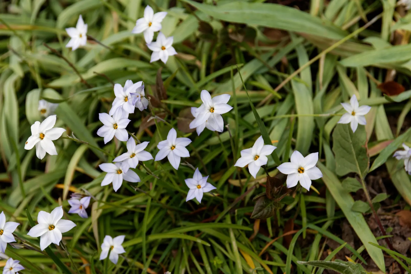 Spring Starflower (Ipheion Uniflorum) — ranging from the purest whites to shades of blue and violet