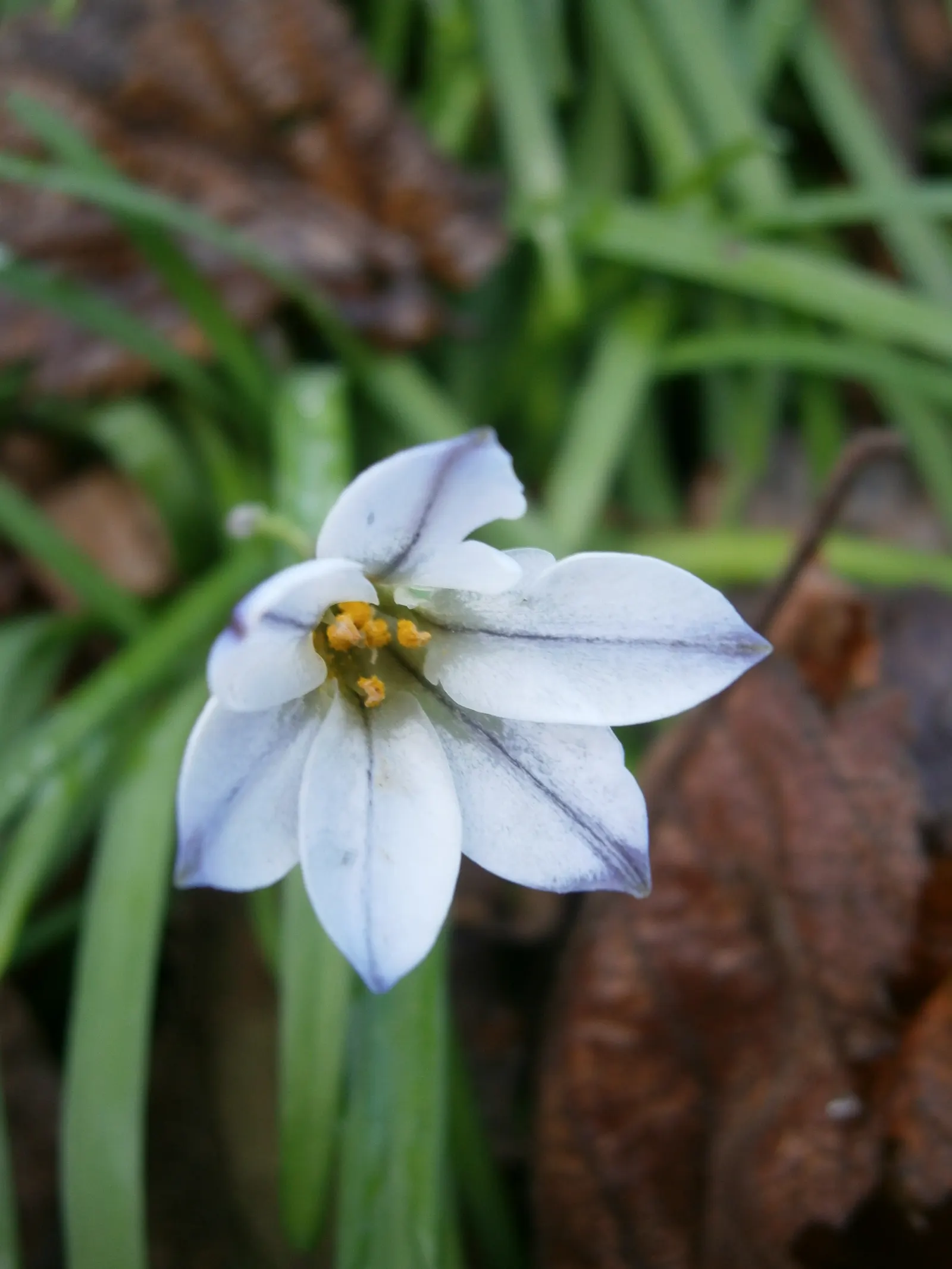 Spring Starflower (Ipheion Uniflorum) — is a charming and resilient bulbous perennial