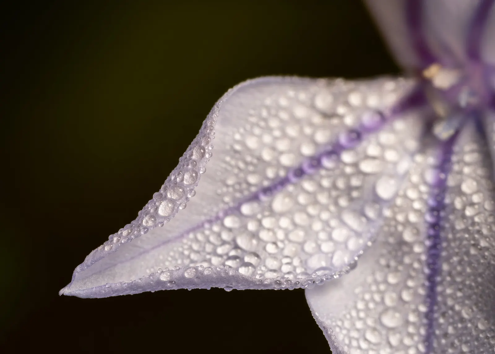 Spring Starflower (Ipheion Uniflorum) — creating a denser floral display year after year; this modest-sized plant grows to a height of, image 98