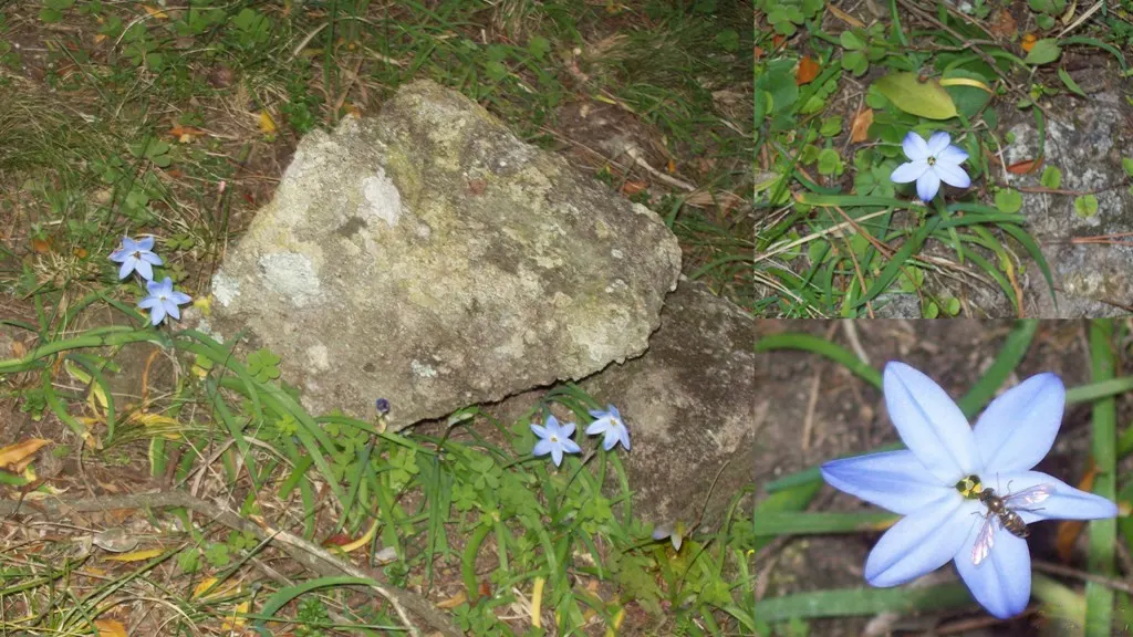 Spring Starflower (Ipheion Uniflorum) — each with a central crown that offers a subtle; this plant is tough and can handle USDA hardiness zones from 5 to 9