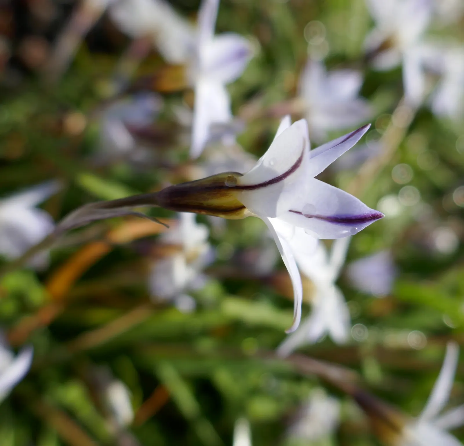 Spring Starflower (Ipheion Uniflorum) — grass-like foliage that provides a pleasing contrast with its vibrant green hue; by incorporating this, image 63