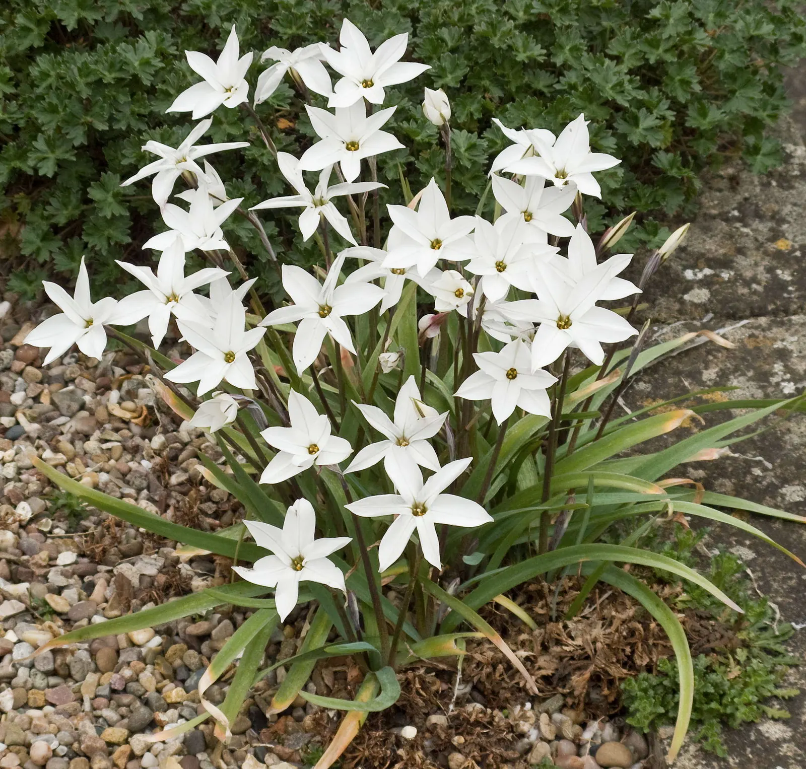 Spring Starflower (Ipheion Uniflorum) — favored for its ability to herald spring with an abundance of star-shaped blooms; ranging from the purest whites to