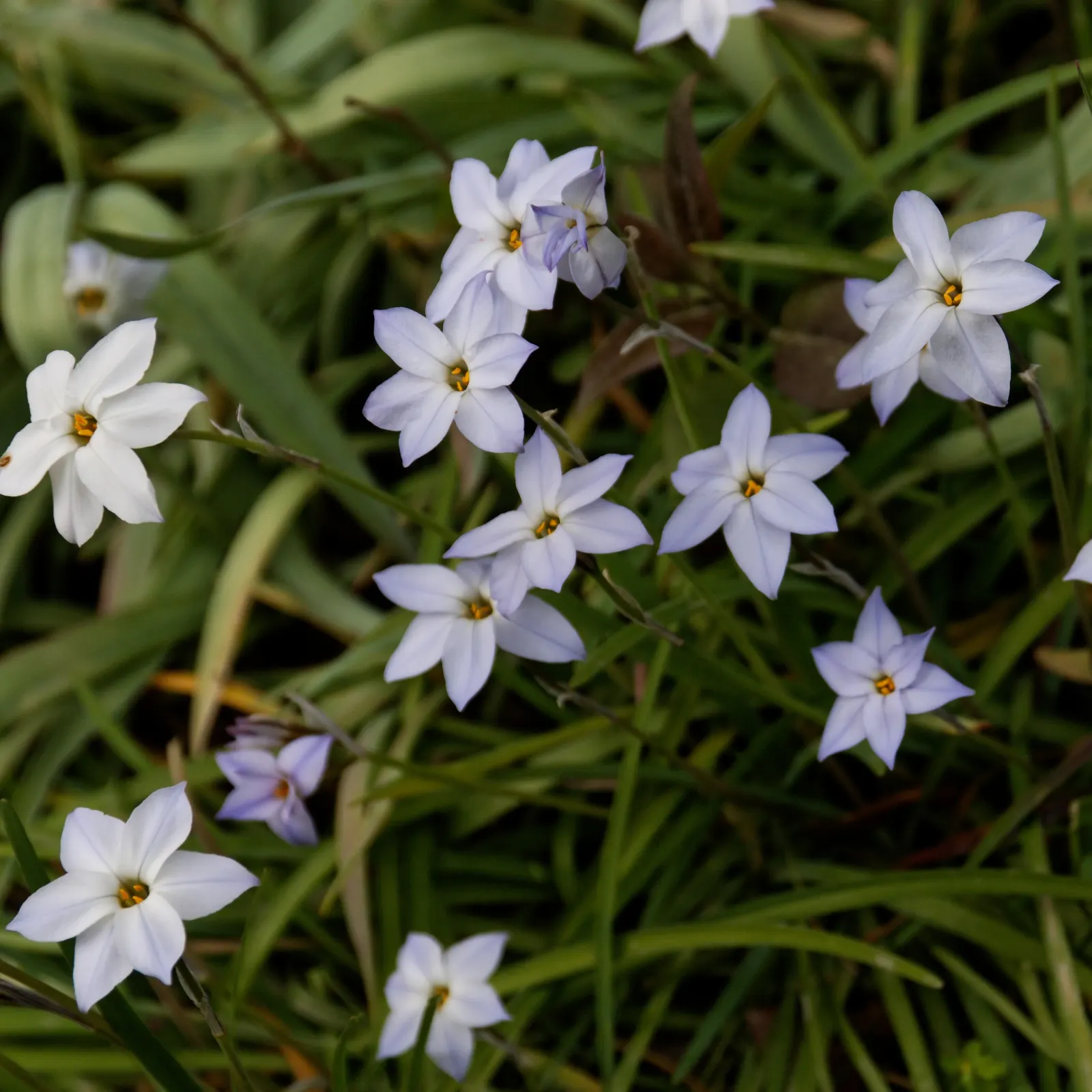 Spring Starflower (Ipheion Uniflorum) — making it an ideal groundcover or accent in rock gardens and borders.<br><br>Each flower; is an enchanting, image 112