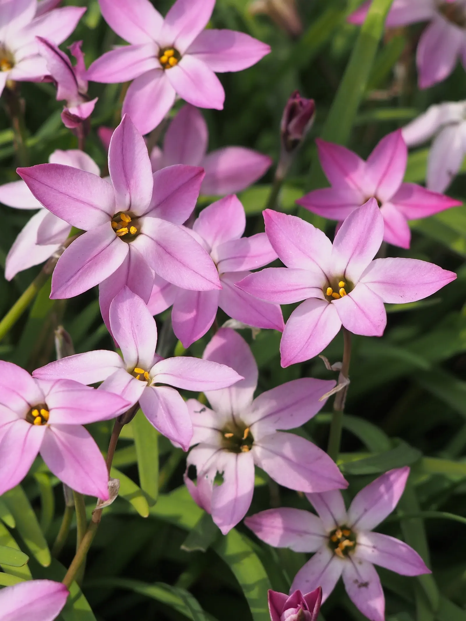 Spring Starflower (Ipheion Uniflorum) — Hardy in zones 5-9, it thrives in well-drained soil and full to partial sunlight, and naturalizes with ease; it's