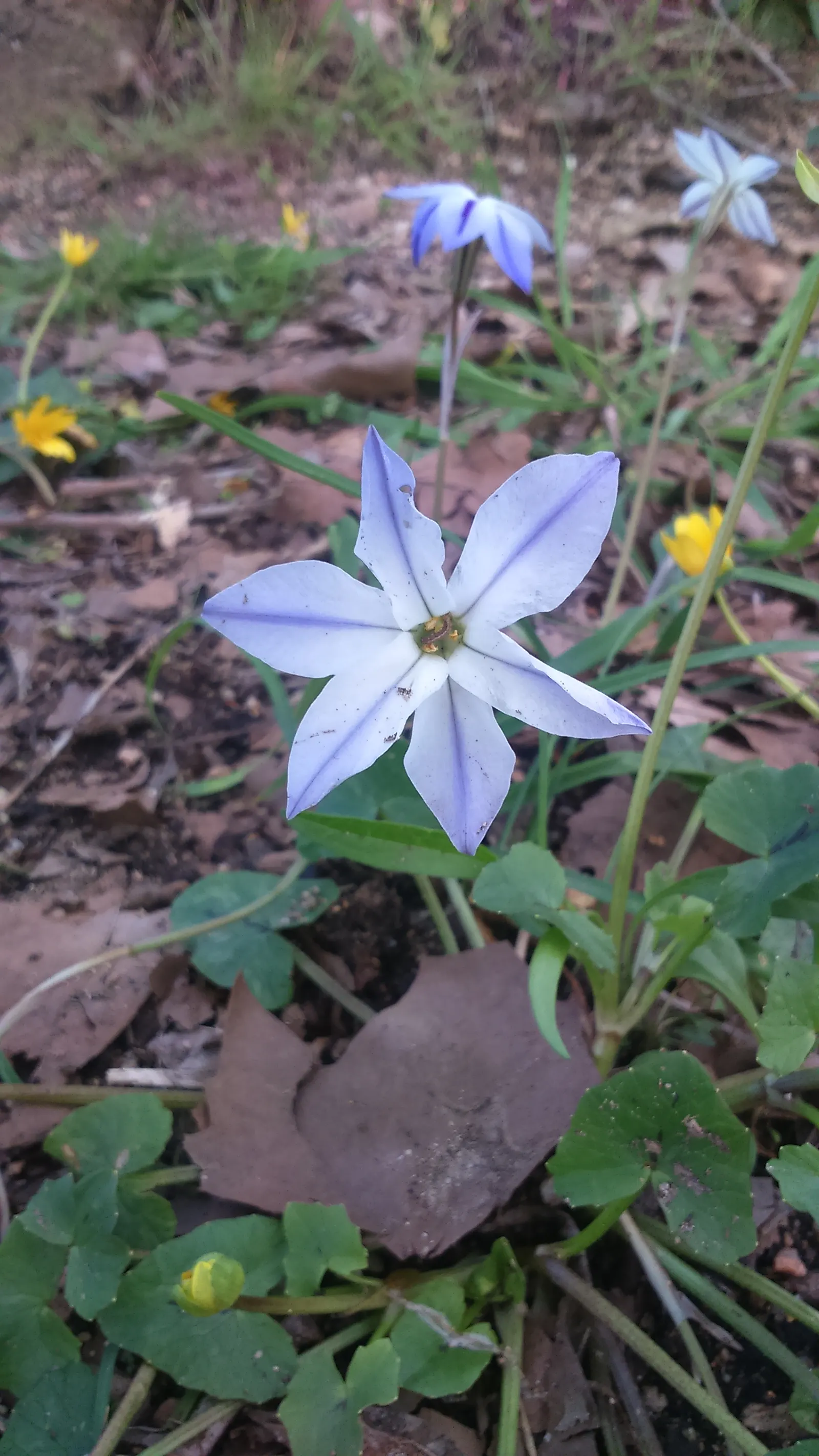 Spring Starflower (Ipheion Uniflorum) — with bulbs multiplying over time