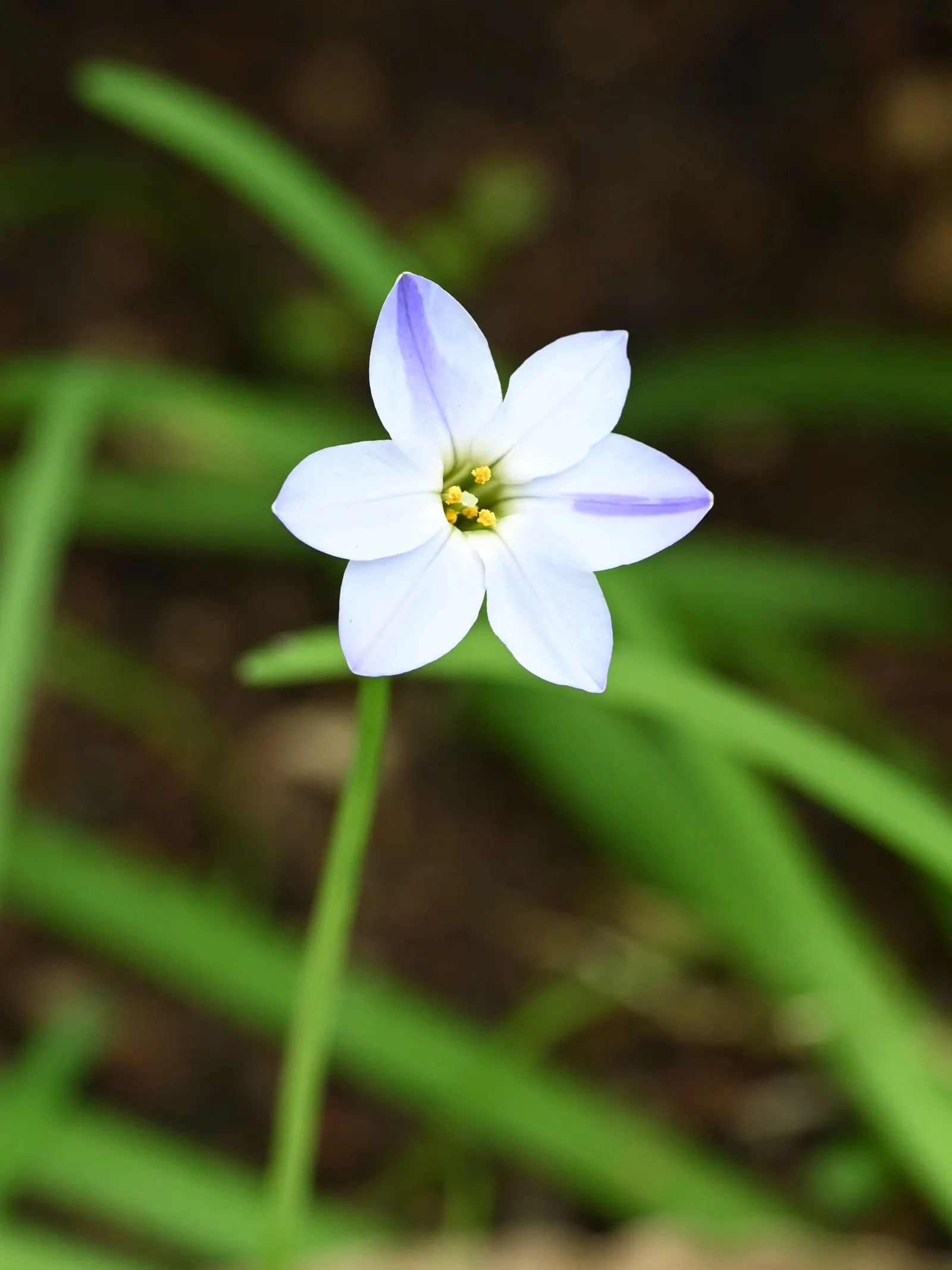 Spring Starflower (Ipheion Uniflorum) — is a charming and resilient bulbous perennial; favored for its ability to herald spring with an abundance of, image 57