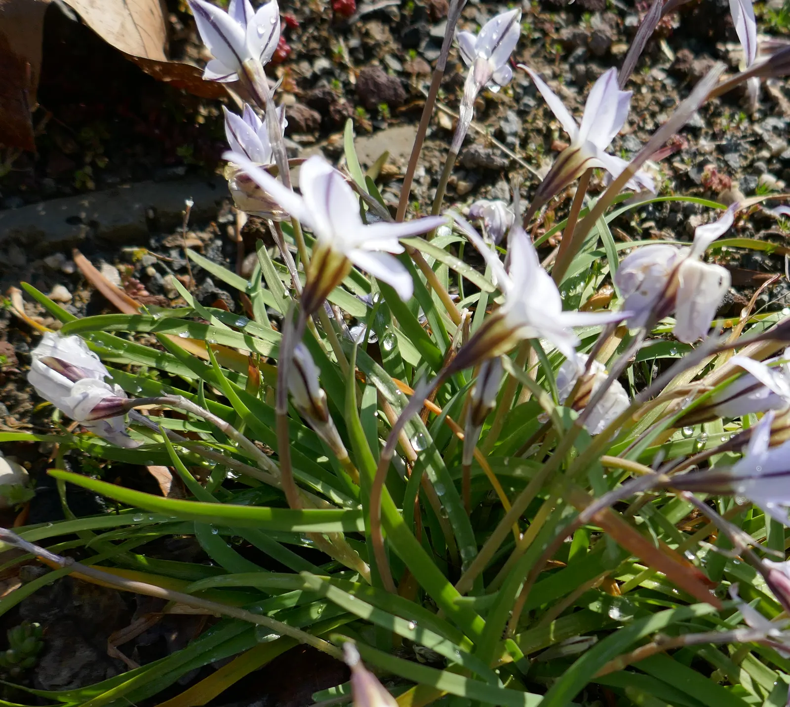 Spring Starflower (Ipheion Uniflorum) — creating a denser floral display year after year; this modest-sized plant grows to a height of approximately 3 to 6