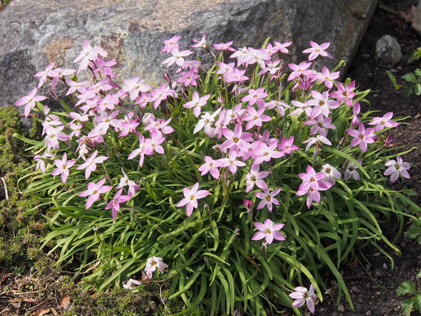 Spring Starflower (Ipheion Uniflorum) — favored for its ability to herald spring with an abundance of star-shaped blooms; ranging from the purest, image 58