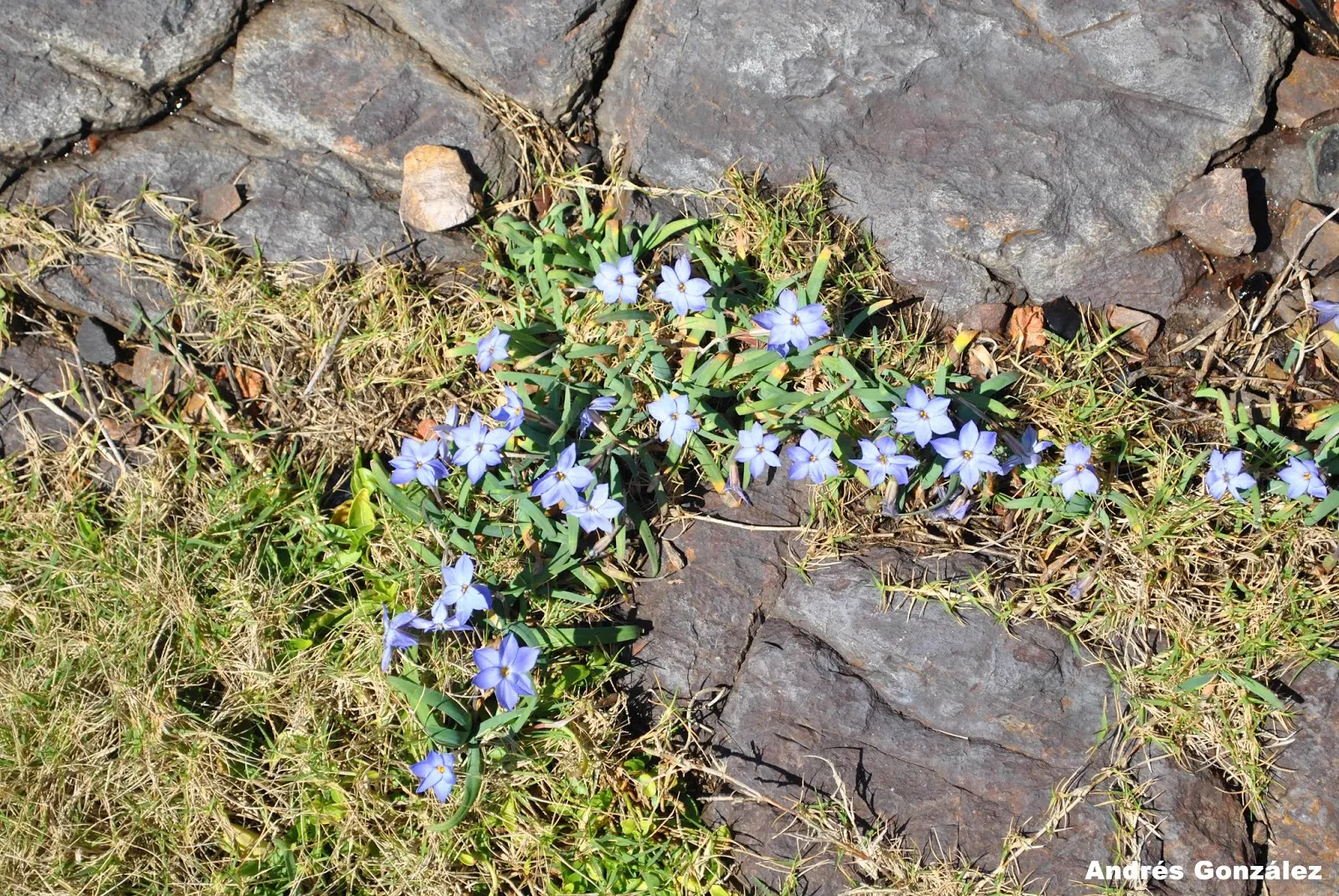 Spring Starflower (Ipheion Uniflorum) — grass-like foliage that provides a pleasing contrast with its vibrant green hue; by incorporating this, image 89