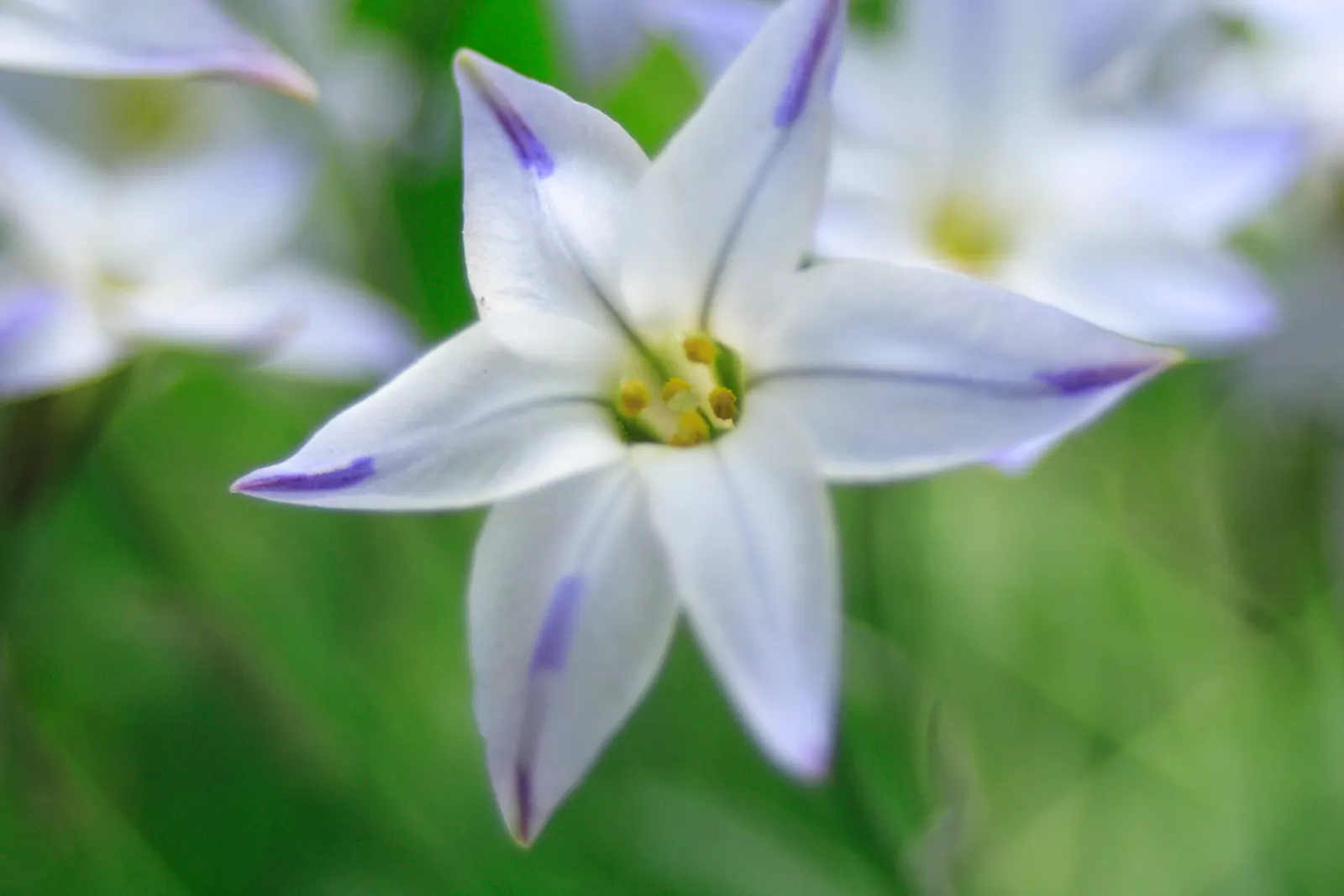 Spring Starflower (Ipheion Uniflorum) — with bulbs multiplying over time; bulb for full or half or shade, image 71