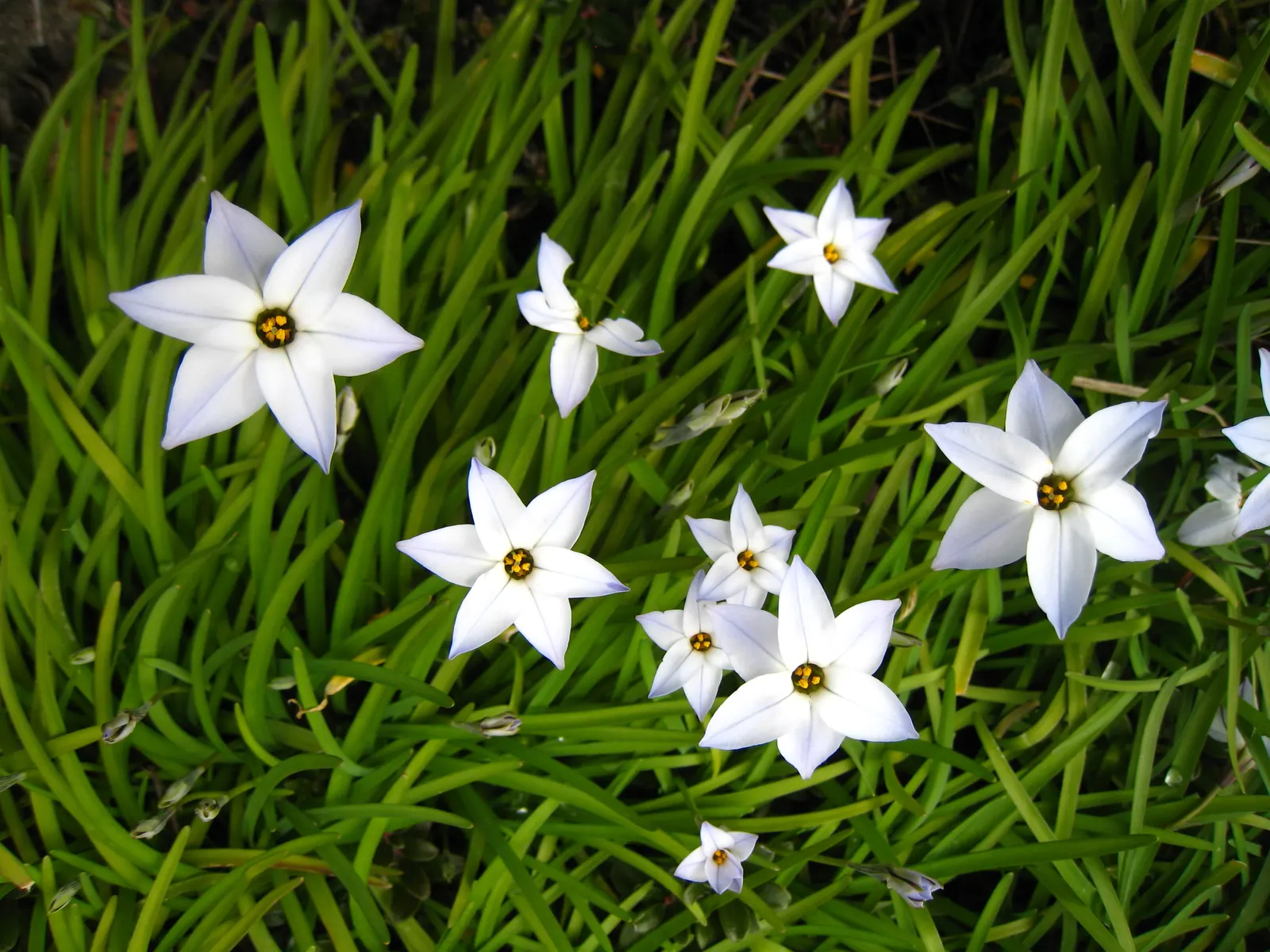 Spring Starflower (Ipheion Uniflorum) — By incorporating this plant into garden designs