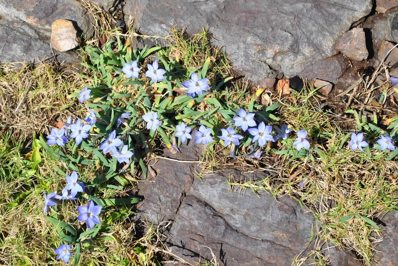 Spring Starflower (Ipheion Uniflorum) — Each stem, about 3-6 inches tall, typically bears a single, fragrant bloom with a sweet aroma; grass-like foliage that