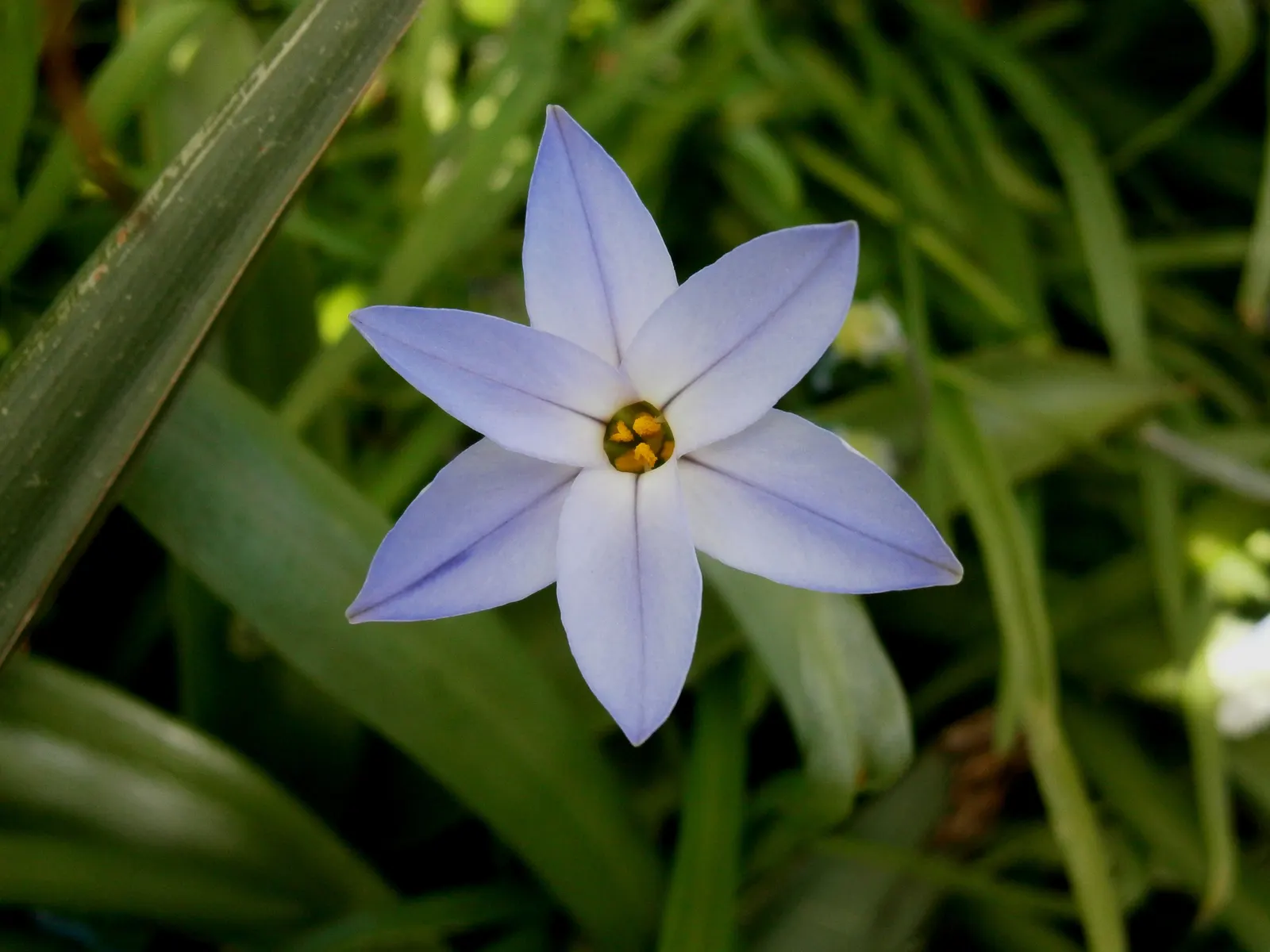 Spring Starflower (Ipheion Uniflorum) — bulb with white blooms; the Spring Starflower progresses best in full sun to partial shade, image 77