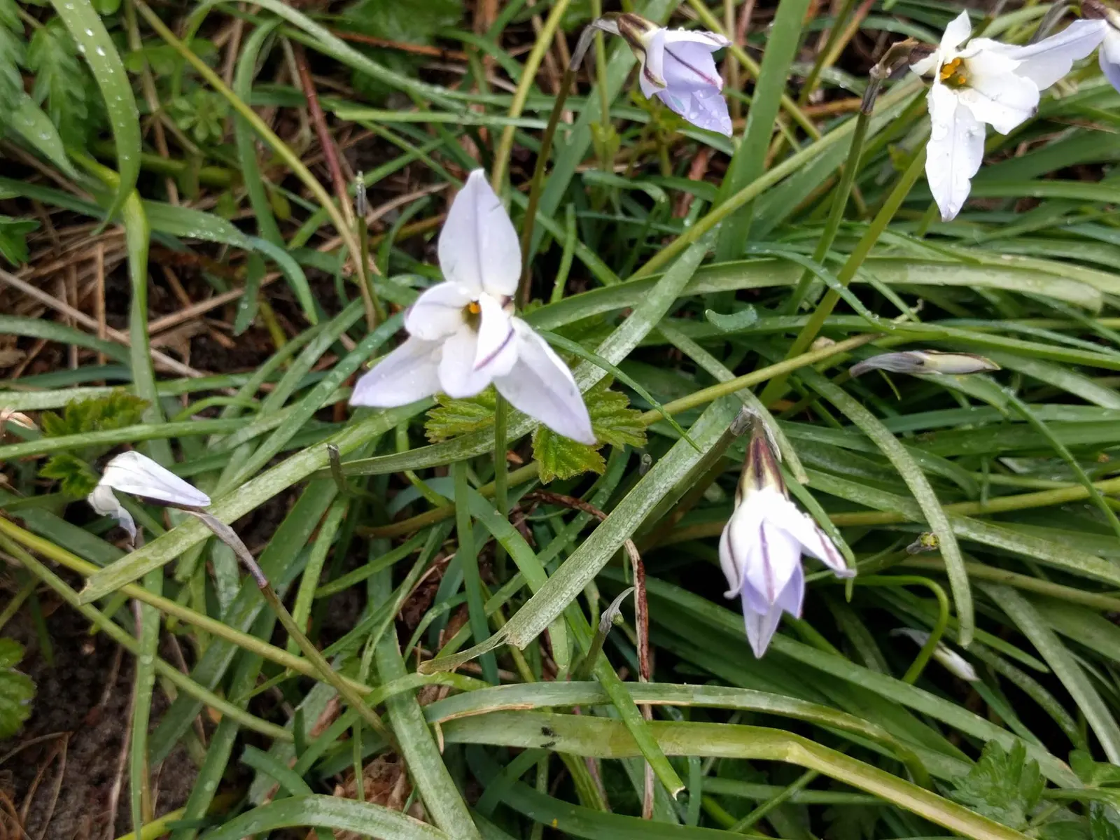 Spring Starflower (Ipheion Uniflorum) — Hardy in zones 5-9, it thrives in well-drained soil and full to partial sunlight, and naturalizes with, image 107