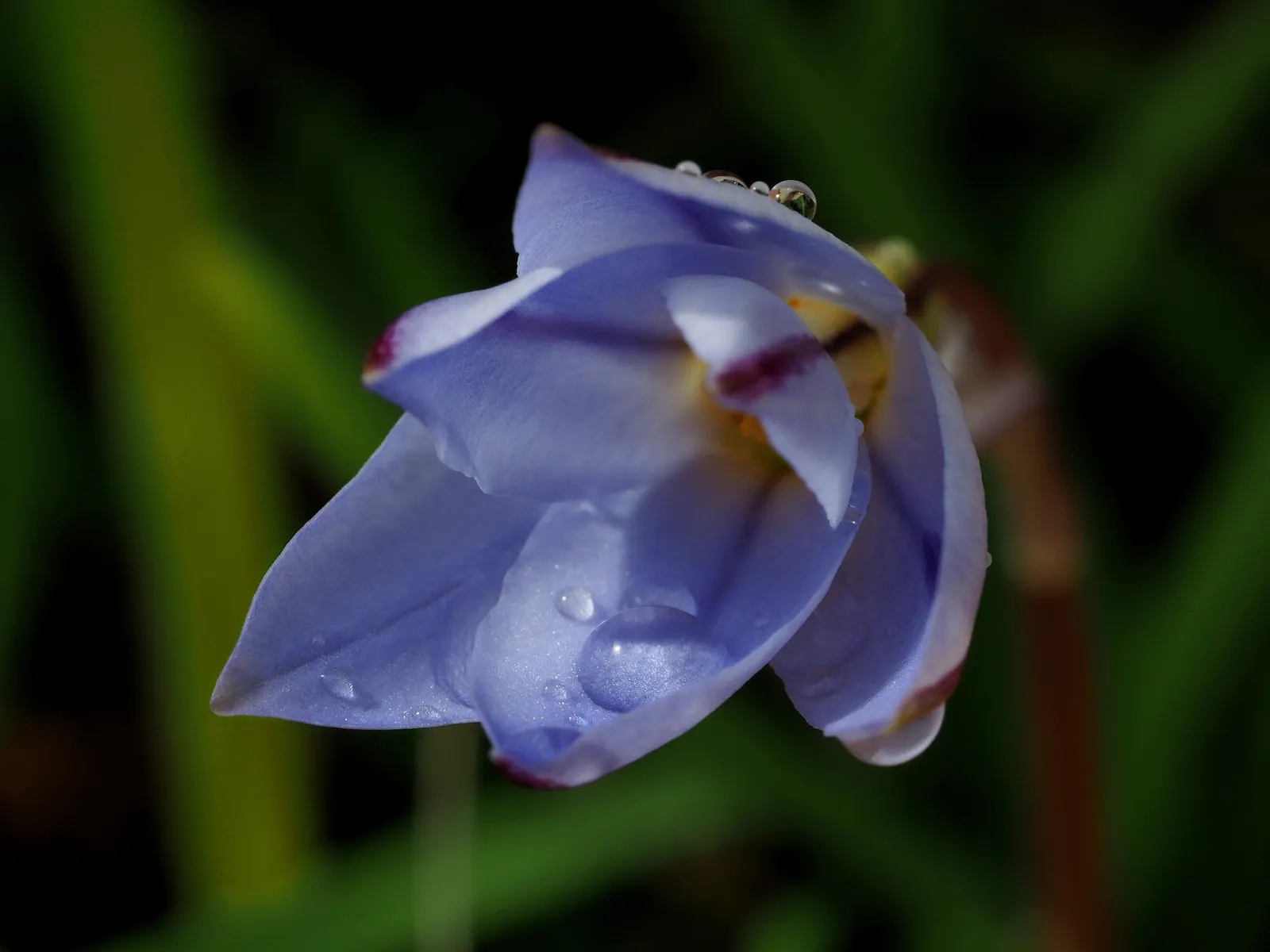 Spring Starflower (Ipheion Uniflorum) — bulb with white blooms; the Spring Starflower progresses best in full sun to partial shade