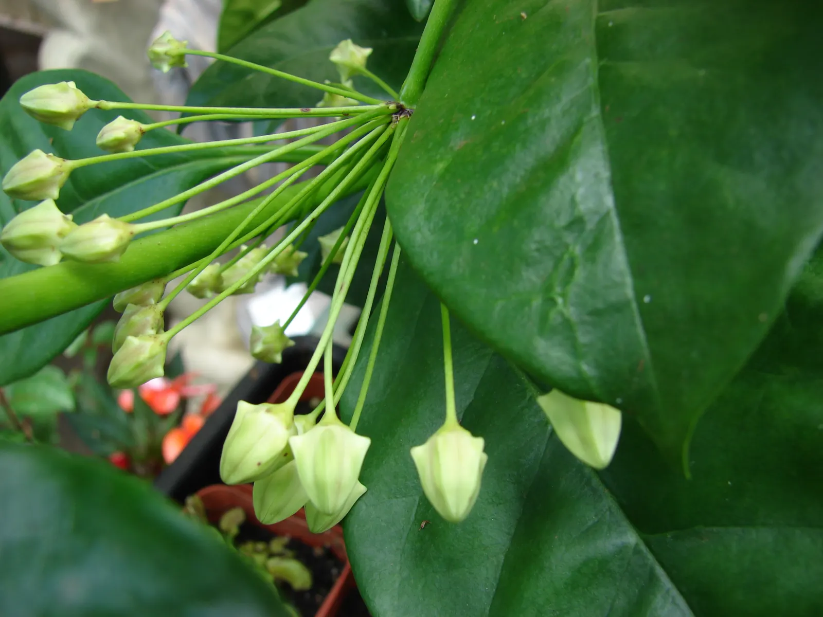 Spring Starflower (Ipheion Uniflorum) — perches gracefully atop slender