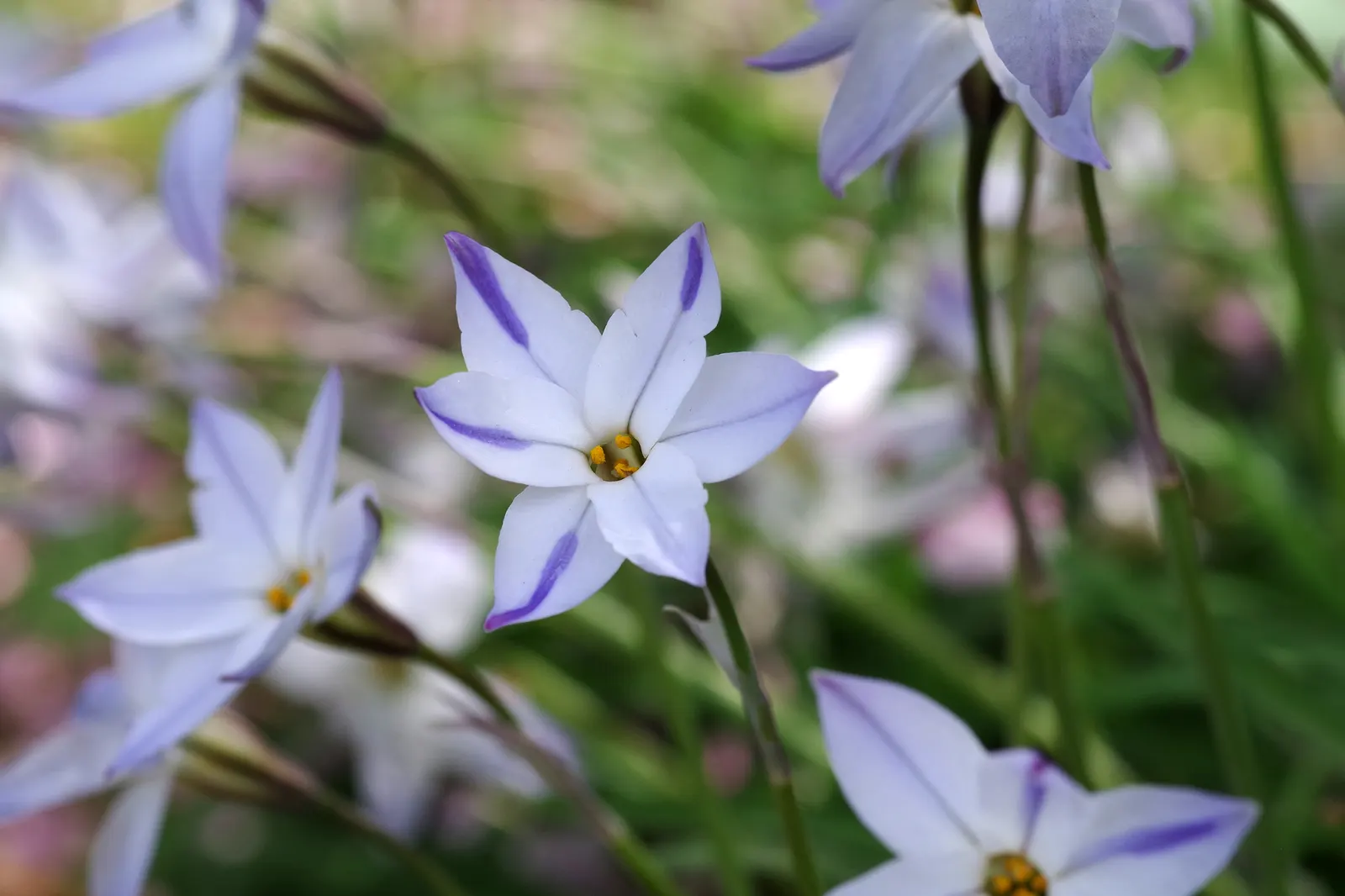 Spring Starflower (Ipheion Uniflorum) — By incorporating this plant into garden designs; making it a worry-free addition to any landscape, image 74