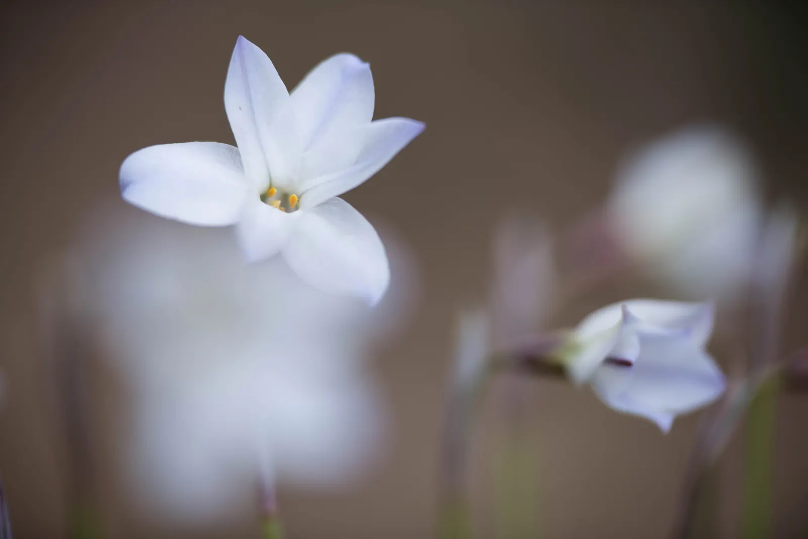 Spring Starflower (Ipheion Uniflorum) — making it a worry-free addition to any landscape; each with a central crown that offers a subtle