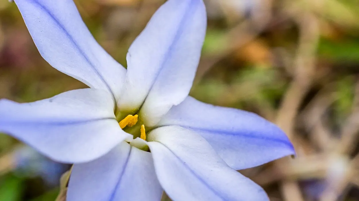 Spring Starflower (Ipheion Uniflorum) — each with a central crown that offers a subtle