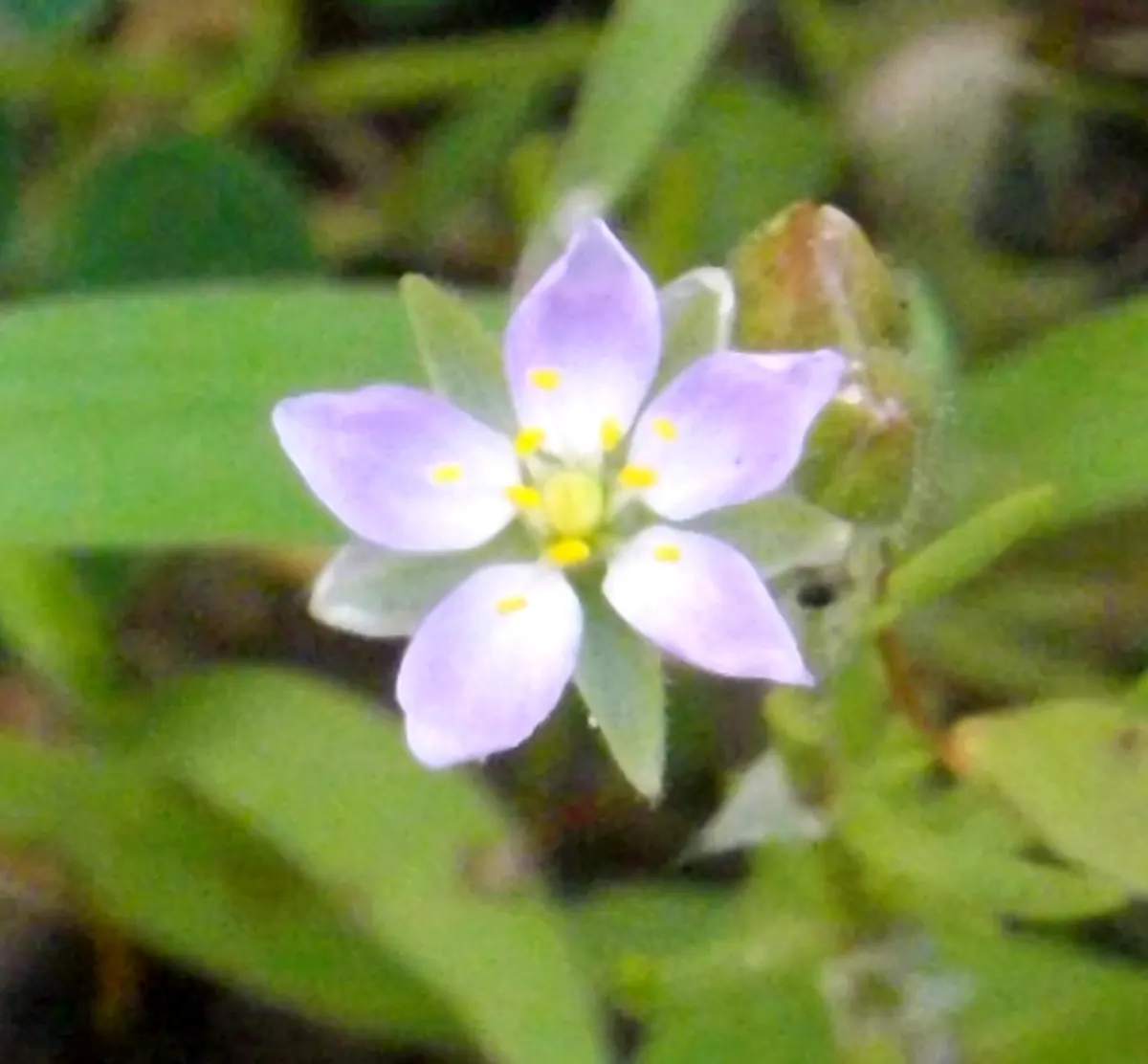 Spring Starflower (Ipheion Uniflorum) — it's drought-tolerant and requires minimal maintenance; with bulbs multiplying over time