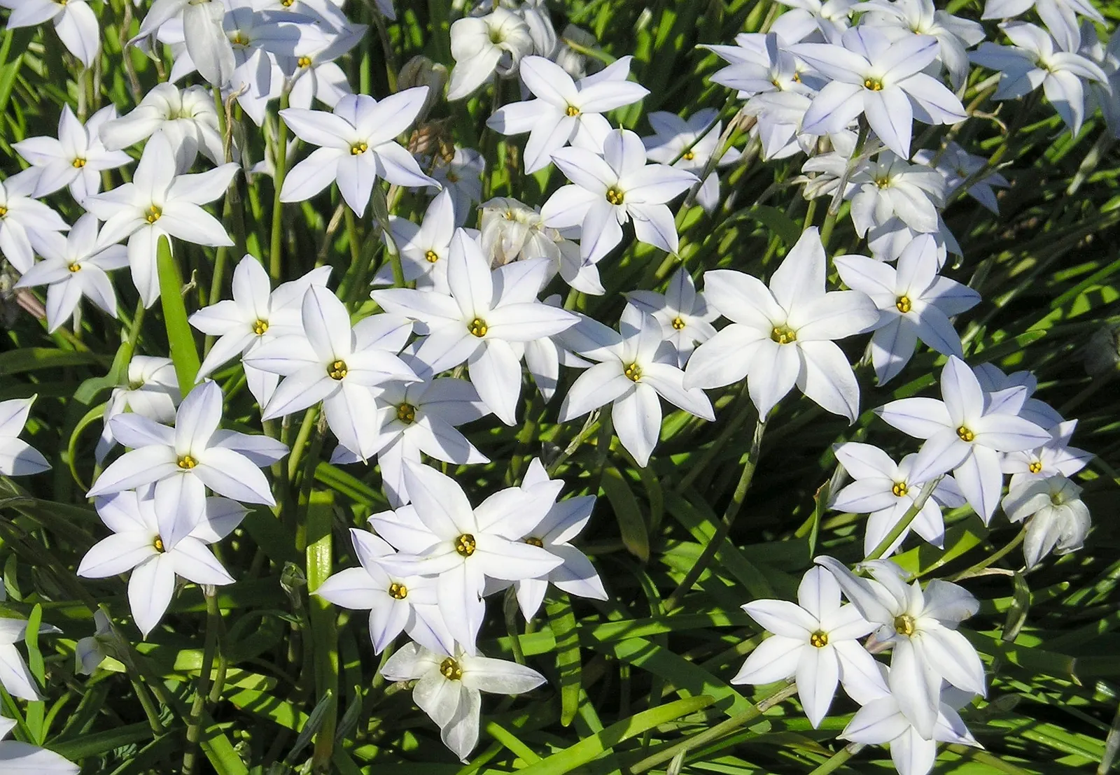 Spring Starflower (Ipheion Uniflorum) — Each stem, about 3-6 inches tall, typically bears a single, fragrant bloom with a sweet aroma