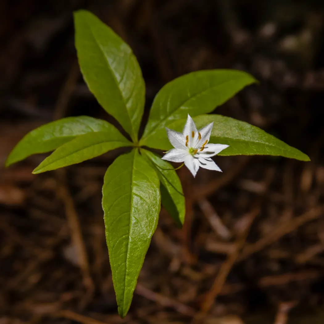Spring Starflower (Ipheion Uniflorum) — is an enchanting perennial that brings early spring charm with its star-shaped; ideal for rock gardens and, image 53