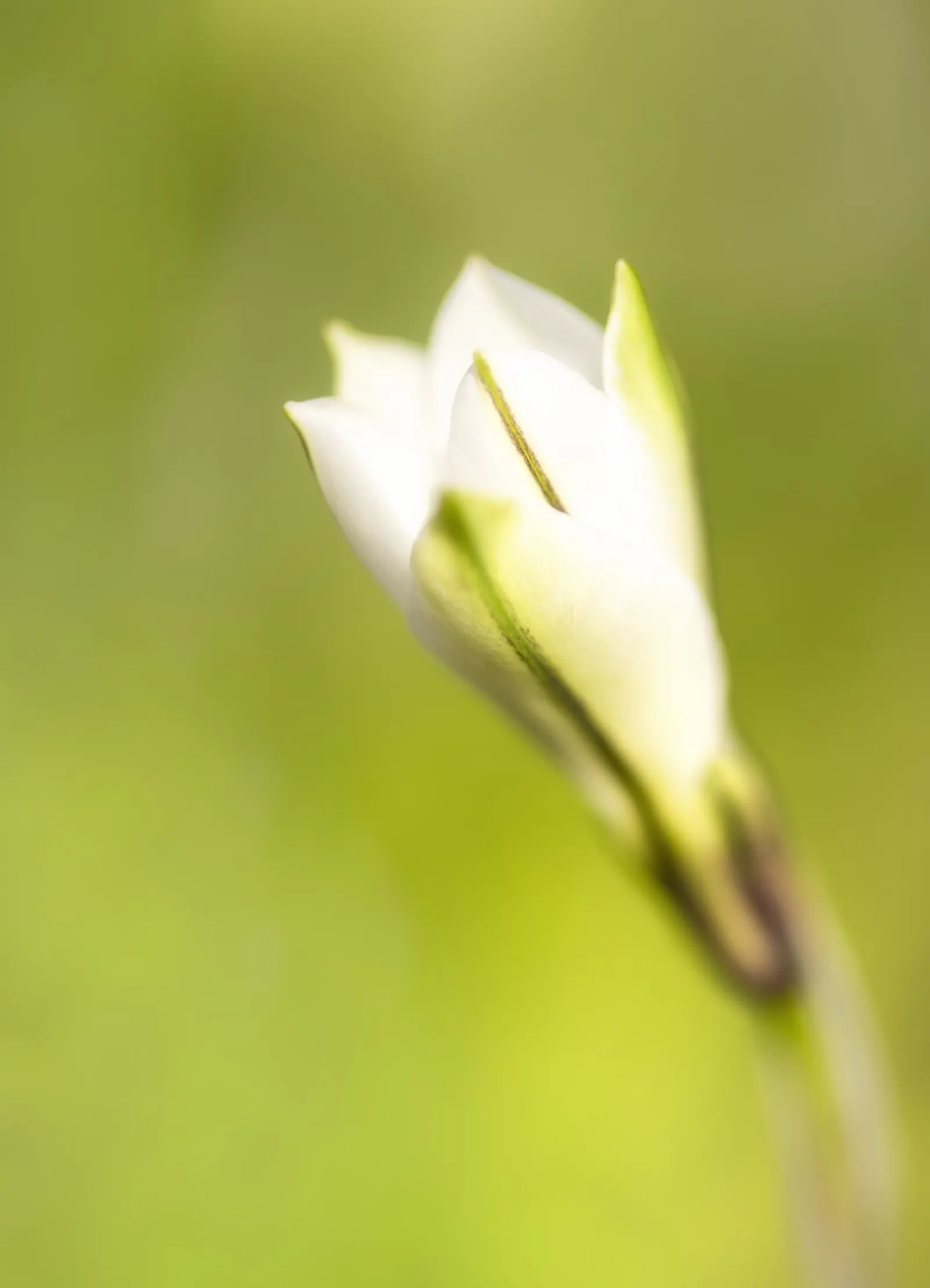 Spring Starflower (Ipheion Uniflorum) — each with a central crown that offers a subtle; this plant is tough and can handle USDA hardiness zones, image 66